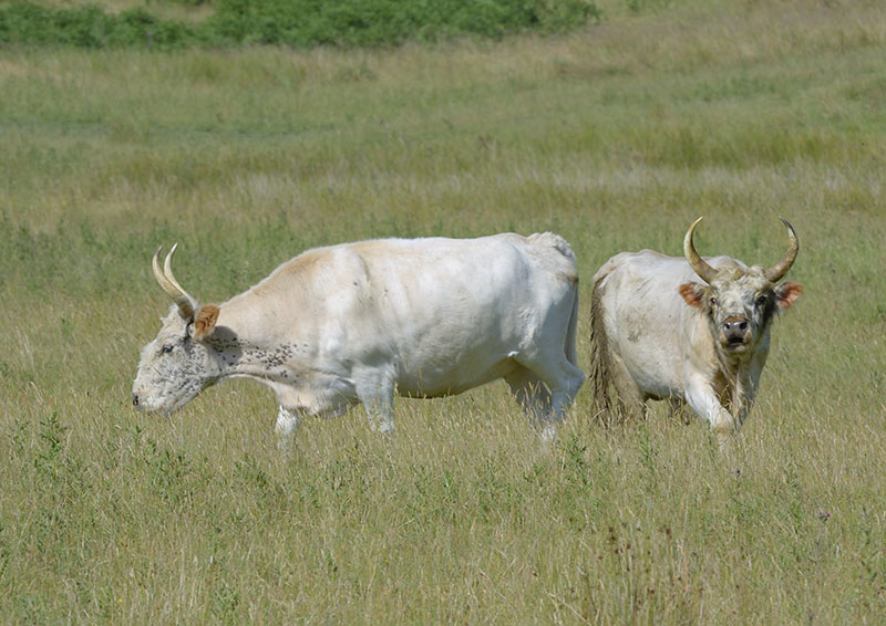 Chillingham cattle, cow and master bull