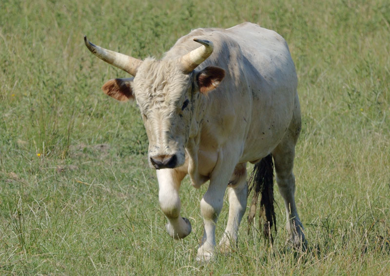 Chillingham cattle, young bull