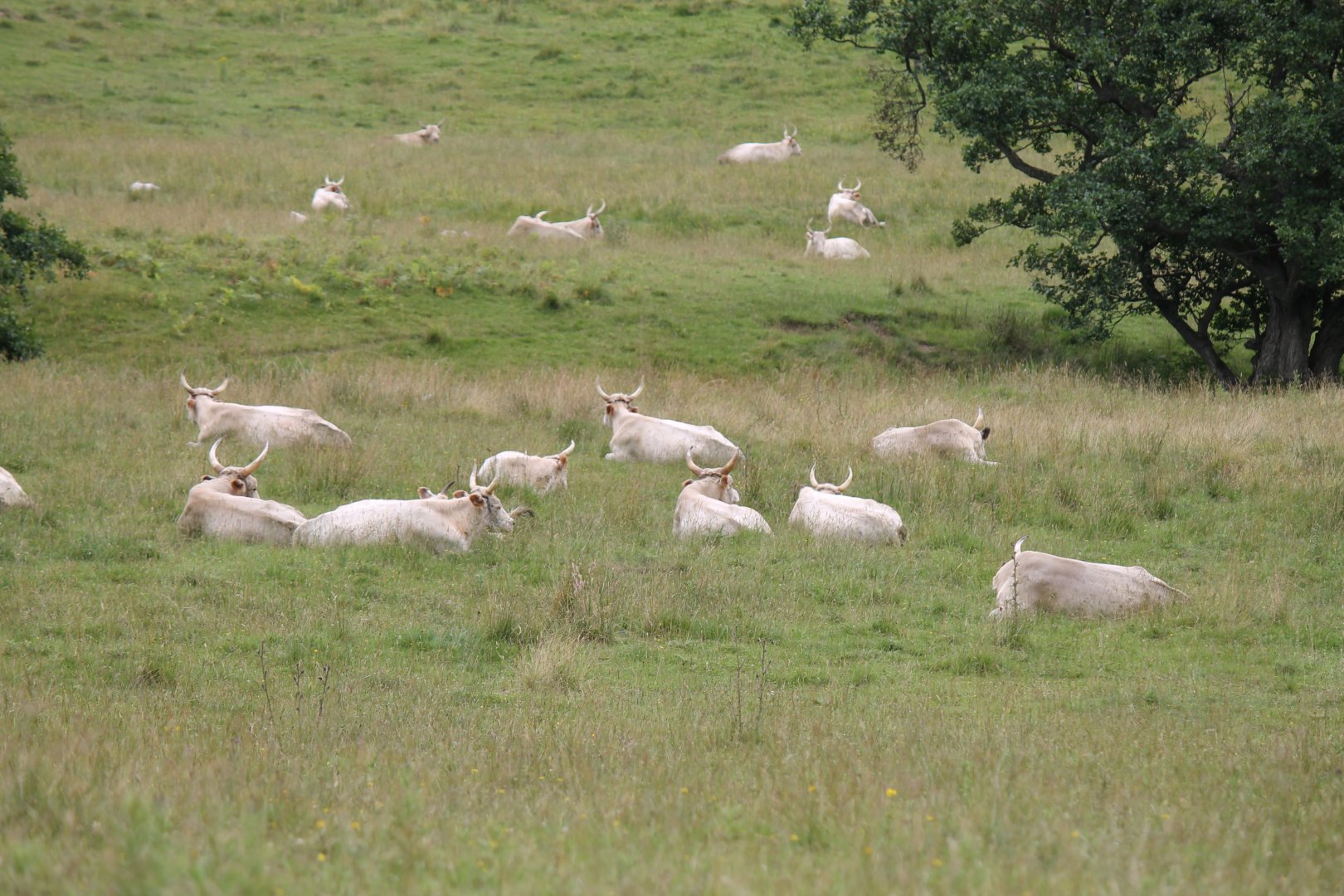 Chillingham Wild Cattle