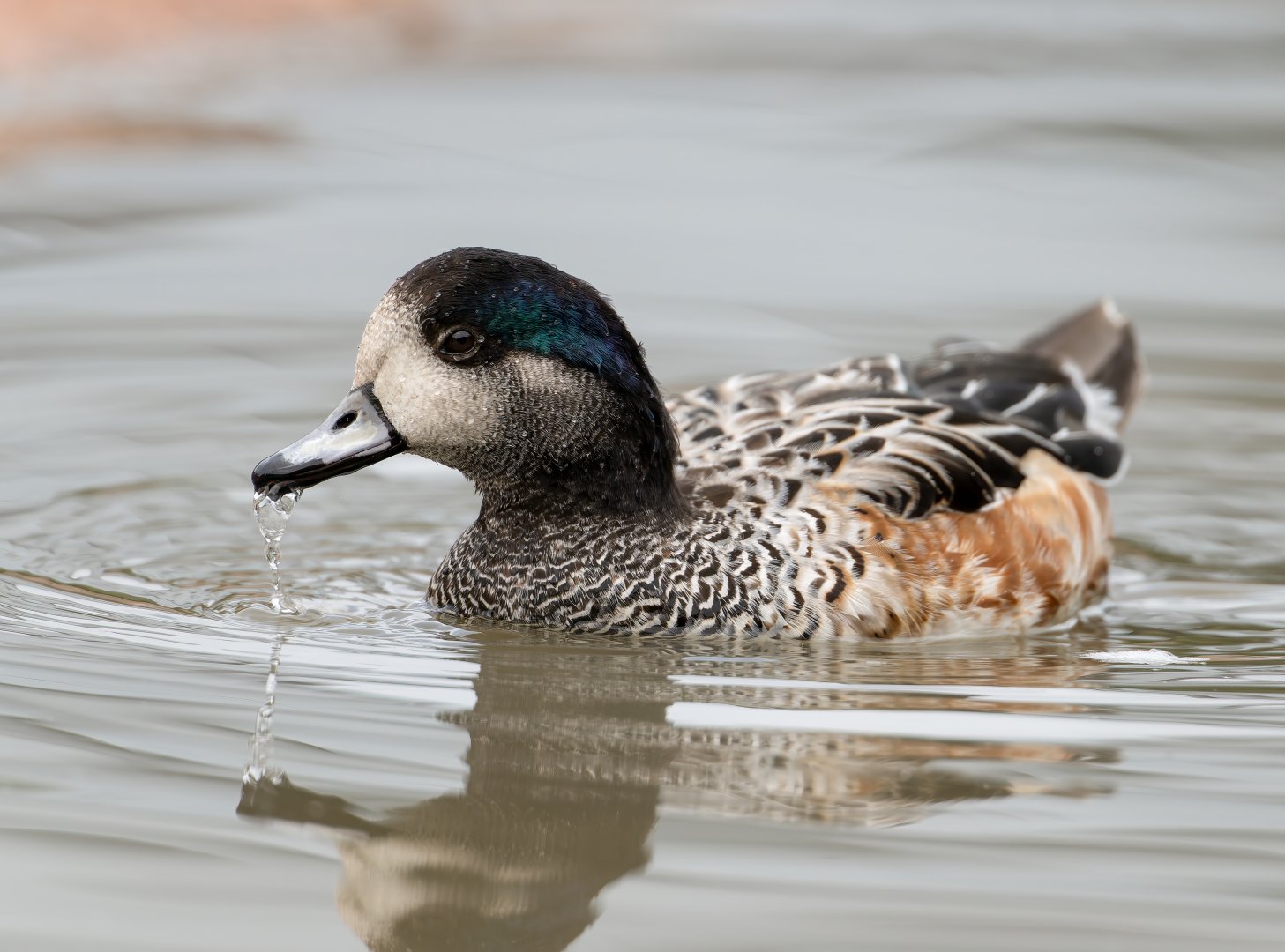 Chiloe widgeon, WWT Slimbridge, UK