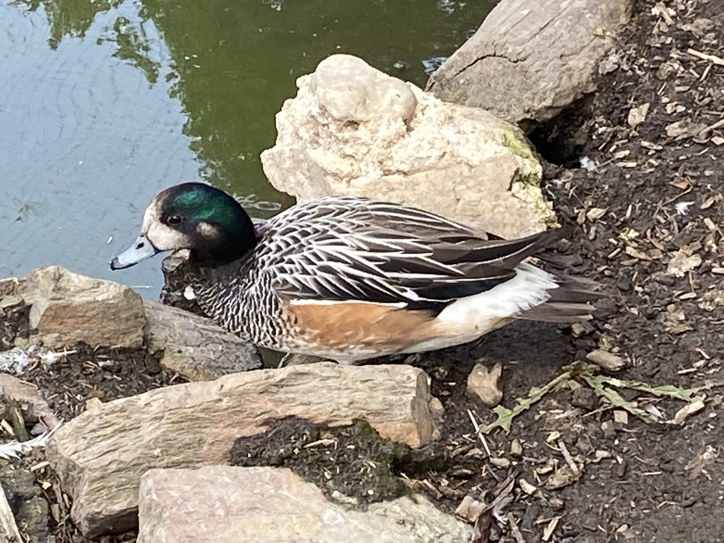 Chiloe wigeon 060625