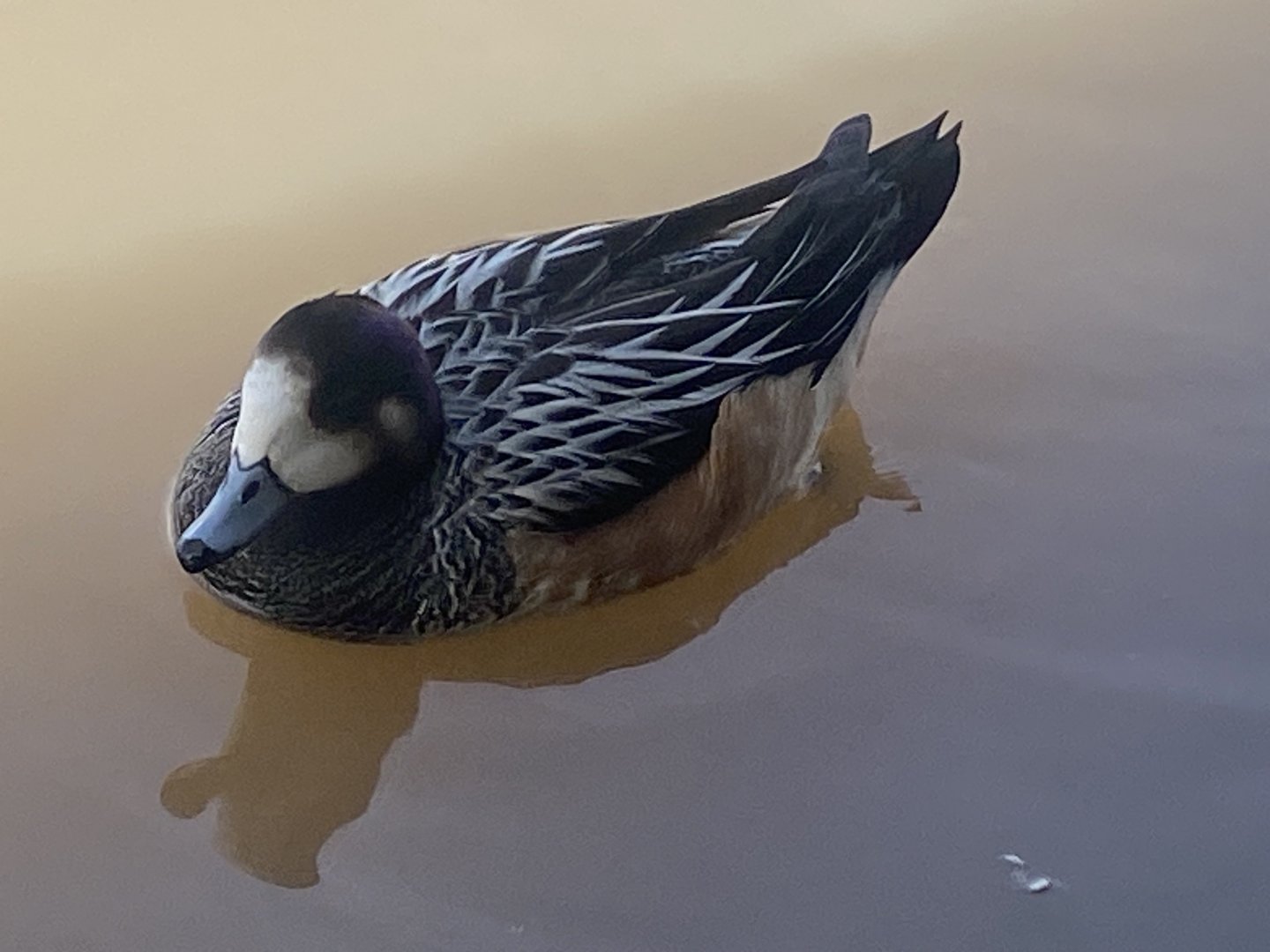 Chiloe wigeon 110424
