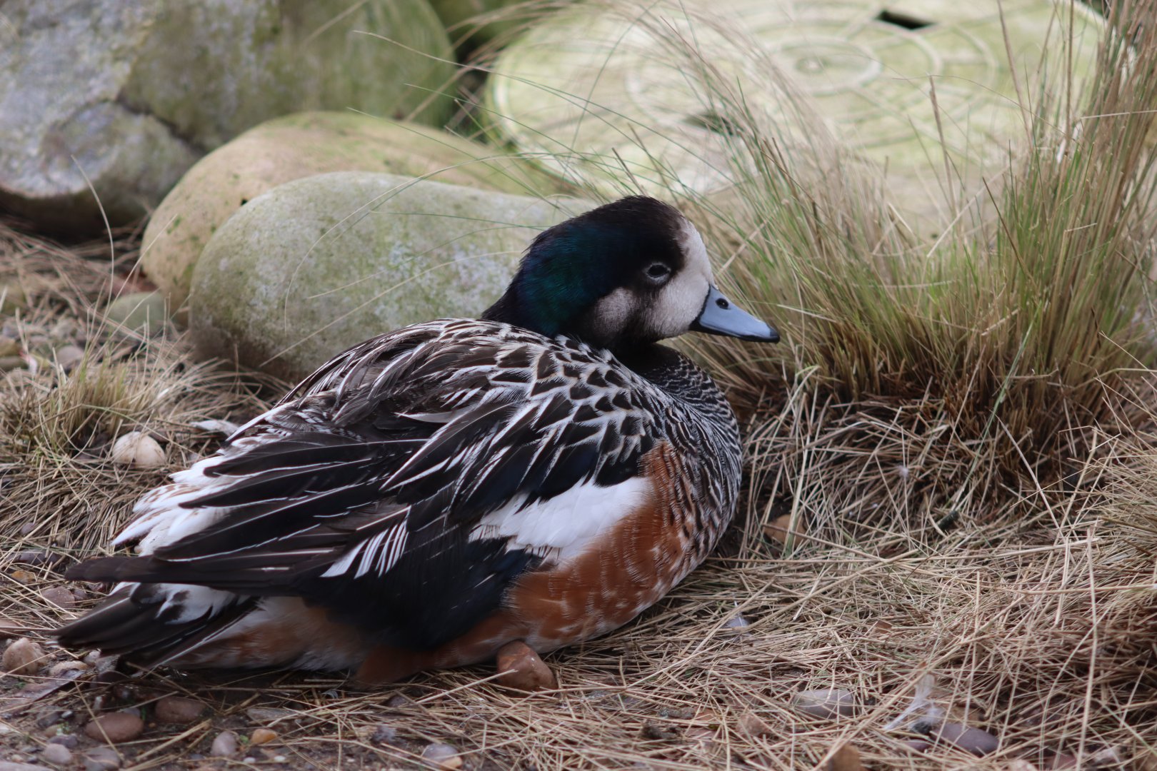 Chiloe Wigeon - 17 February 2020