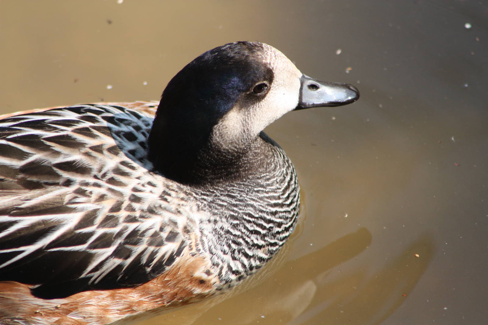 Chiloe Wigeon, 18th May 2014