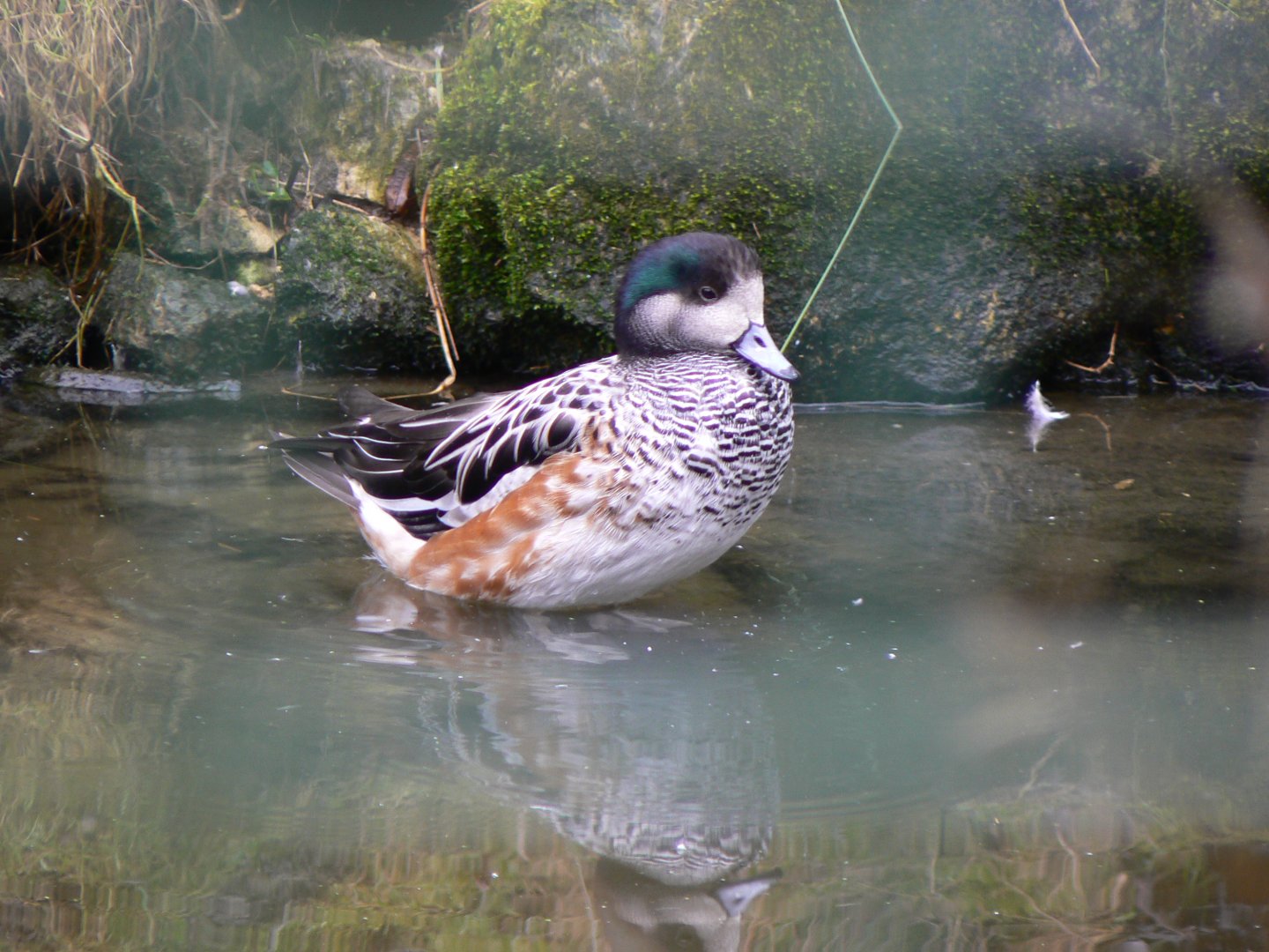 Chiloé wigeon - 28 January 2017