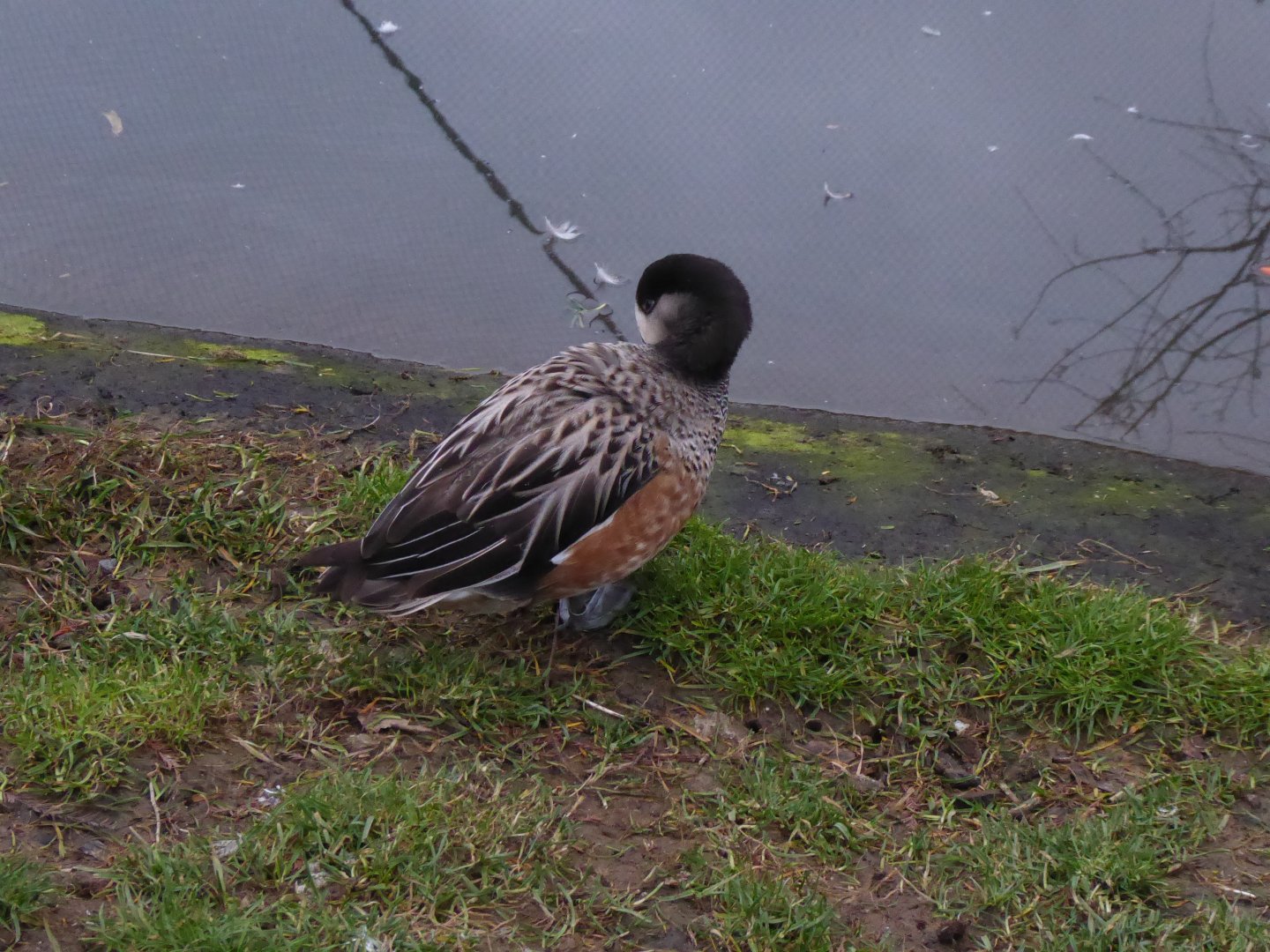 Chiloe wigeon 280118