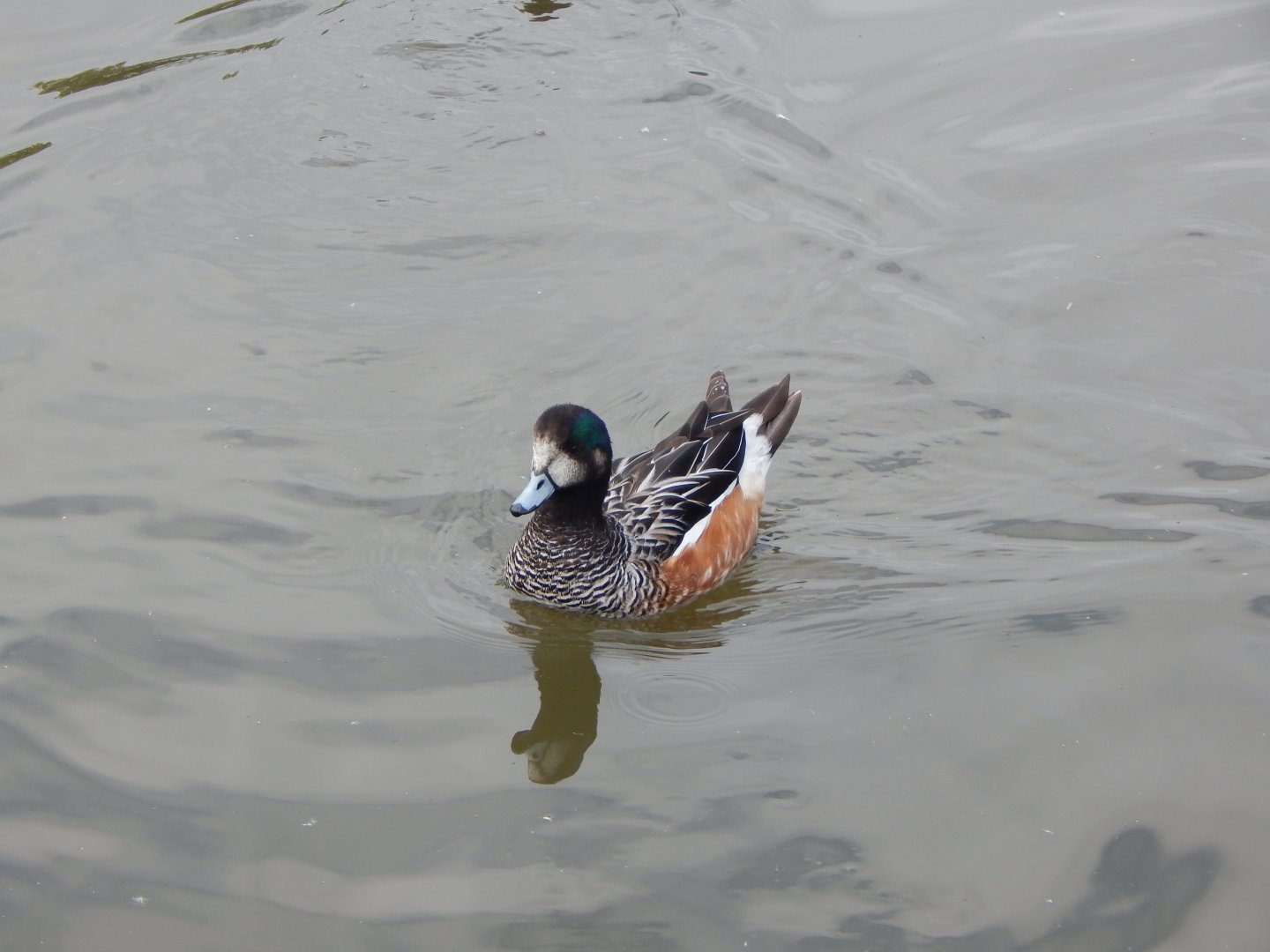 Chiloe wigeon 290422