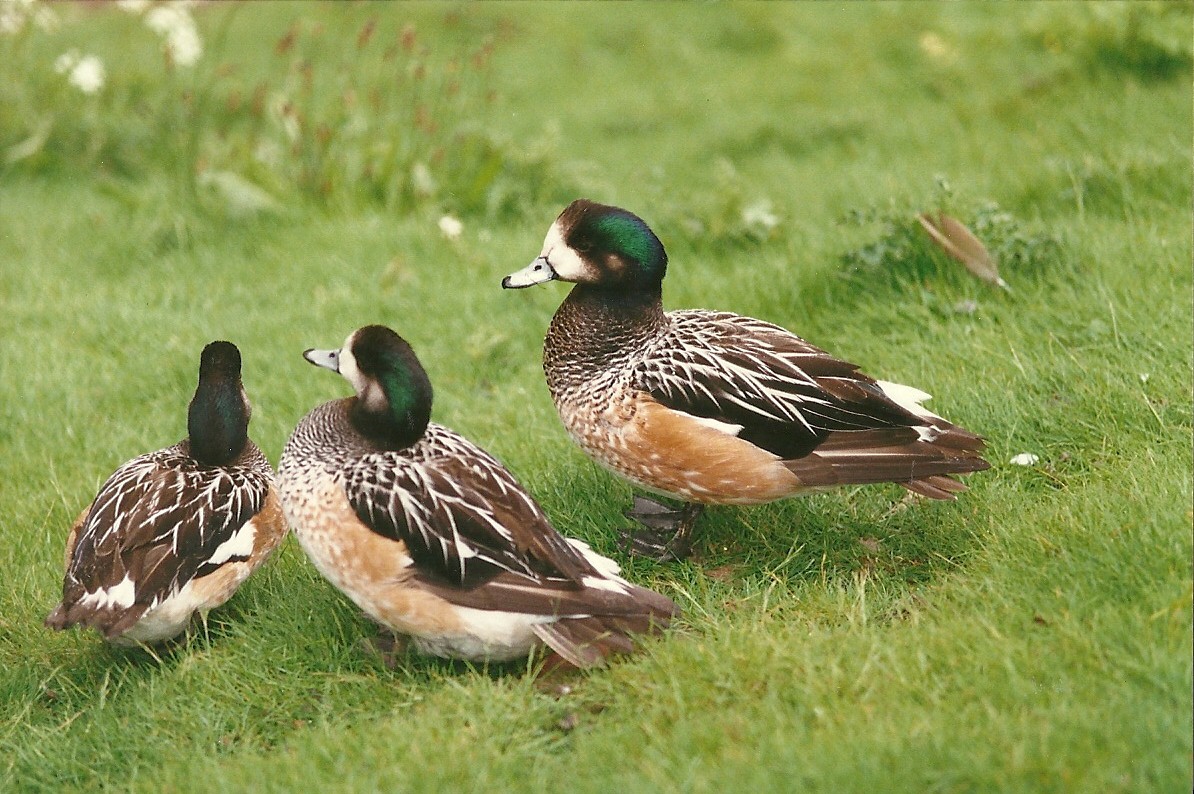 Chiloe Wigeon 4th June 1994