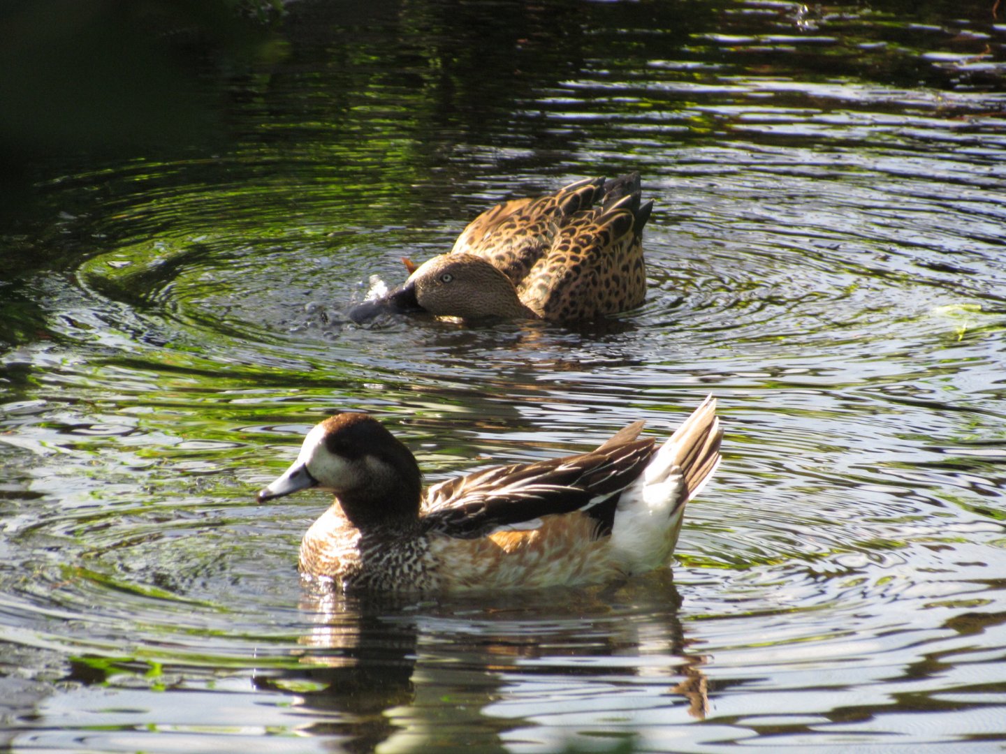 Chiloe Wigeon and Red Shoveler