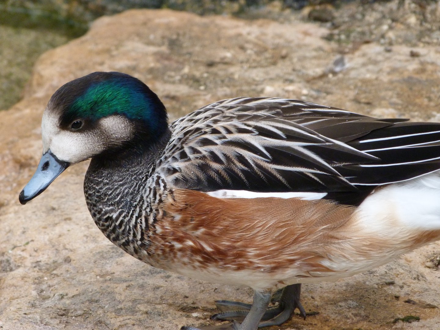 Chiloe wigeon -Bioparc de Doué la Fontaine (2025)