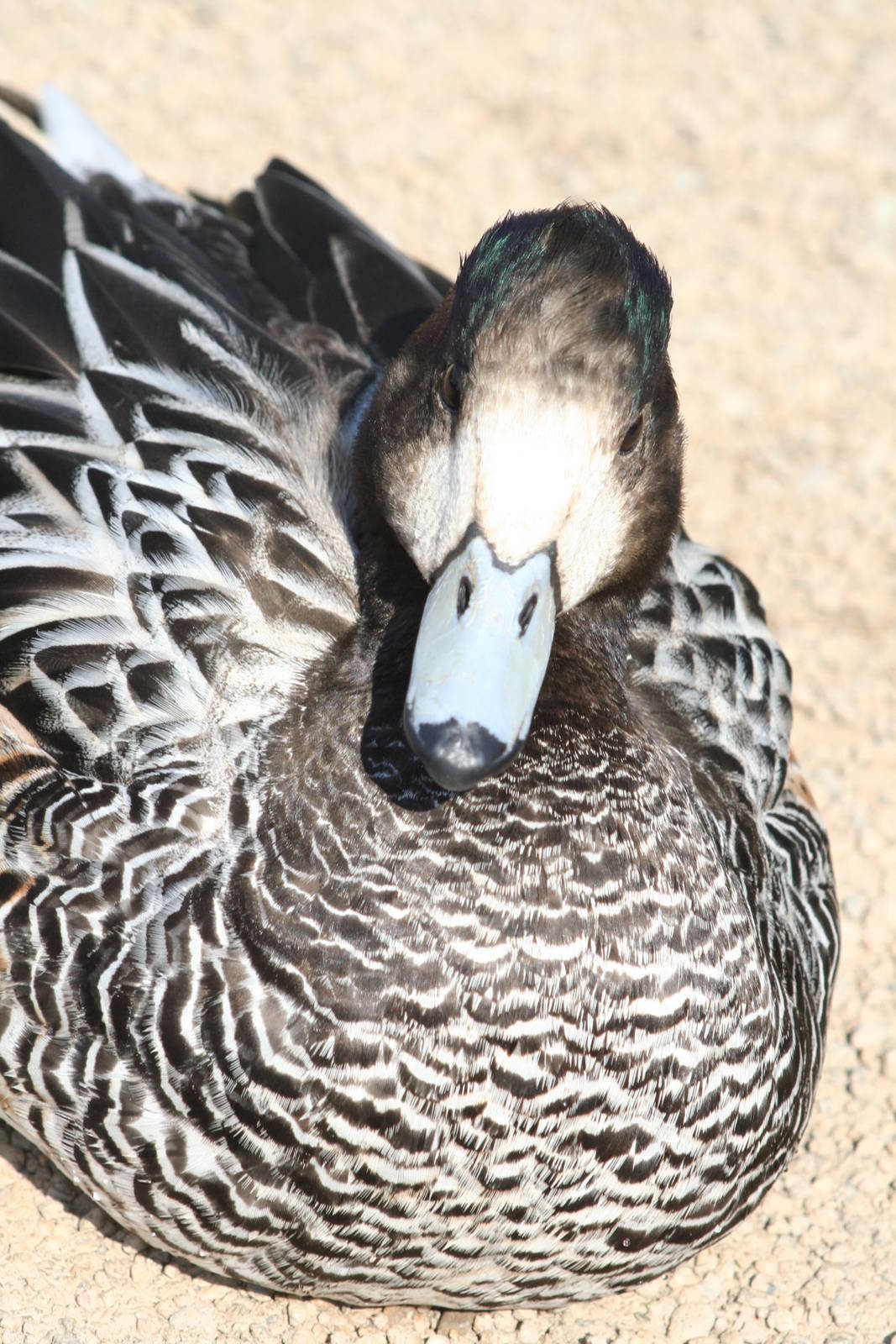 Chiloe wigeon - Castle Espie WWT 08