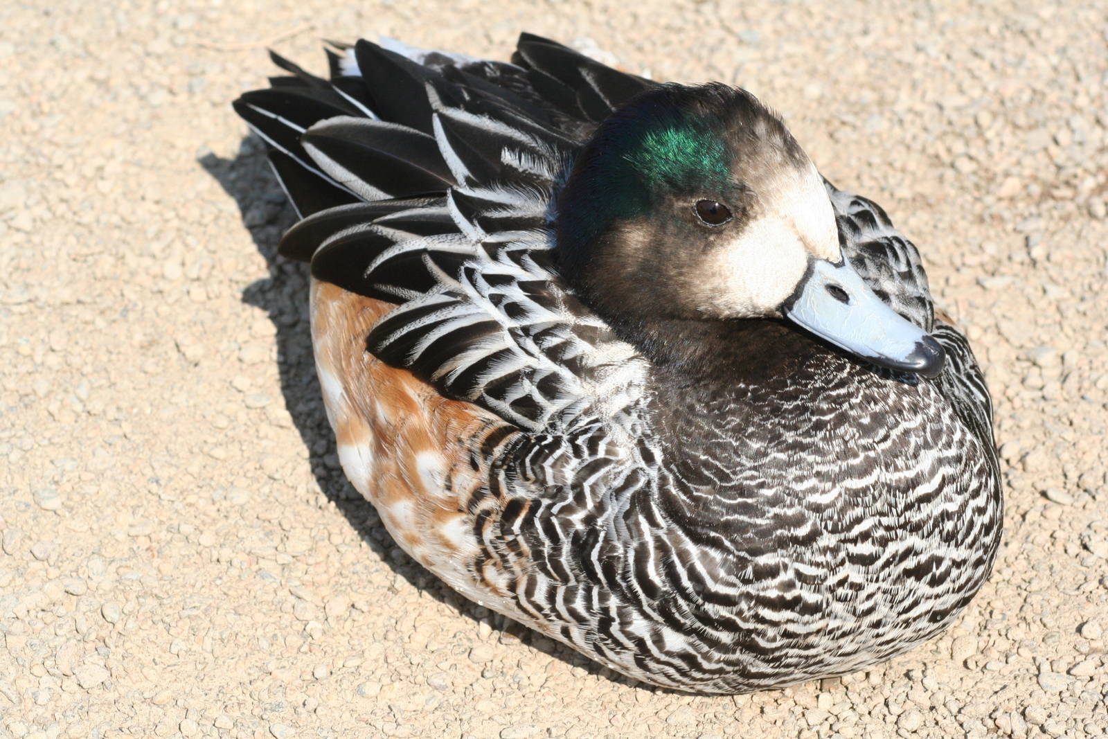 Chiloe wigeon - Castle Espie WWT 08