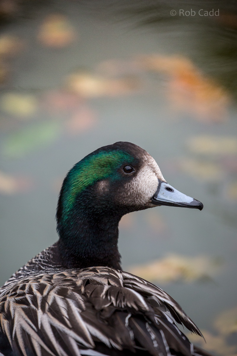 Chiloe wigeon : Cotswold WP : 08 Nov 2015