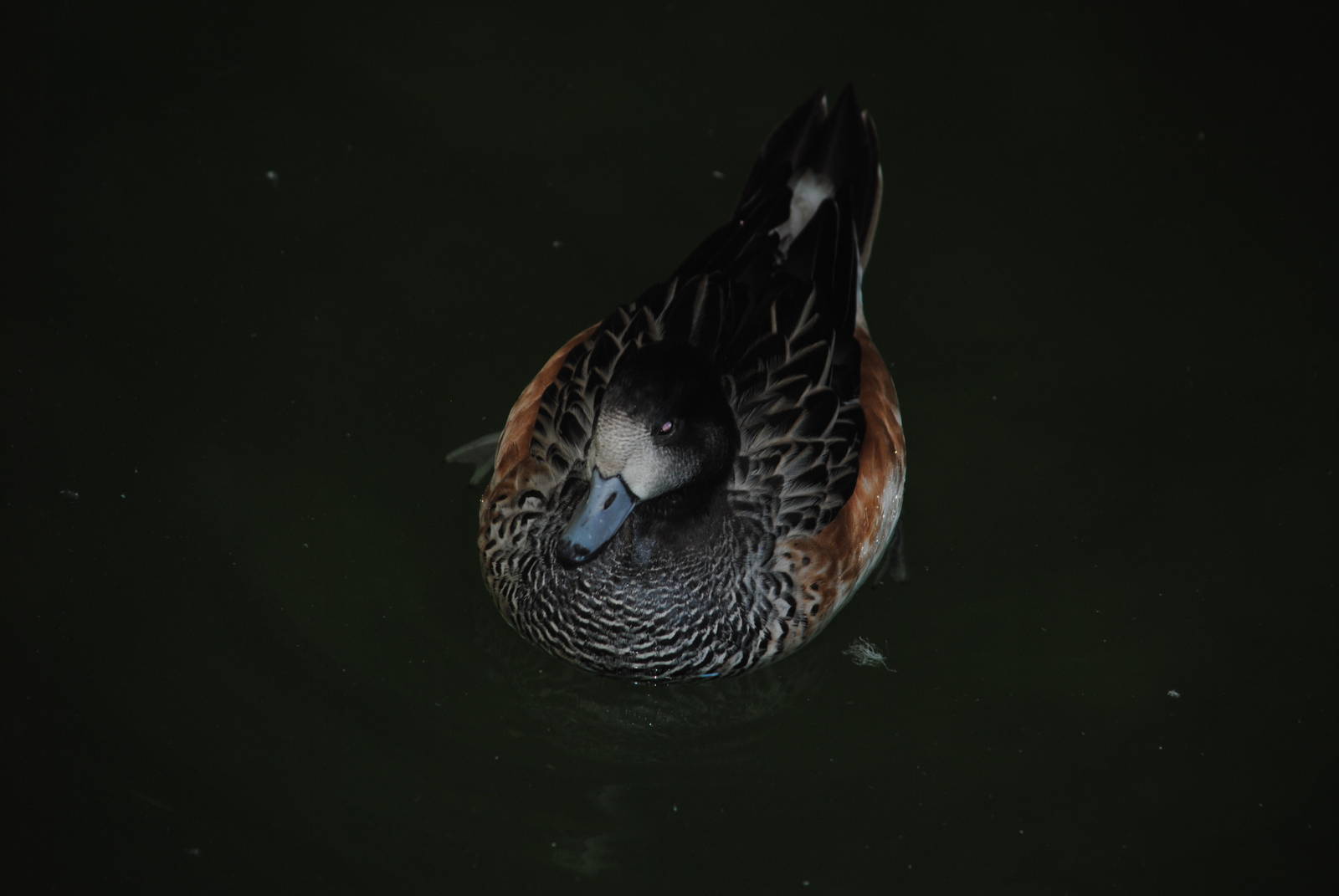 Chiloe Wigeon (duck pond in Children's Zone)
