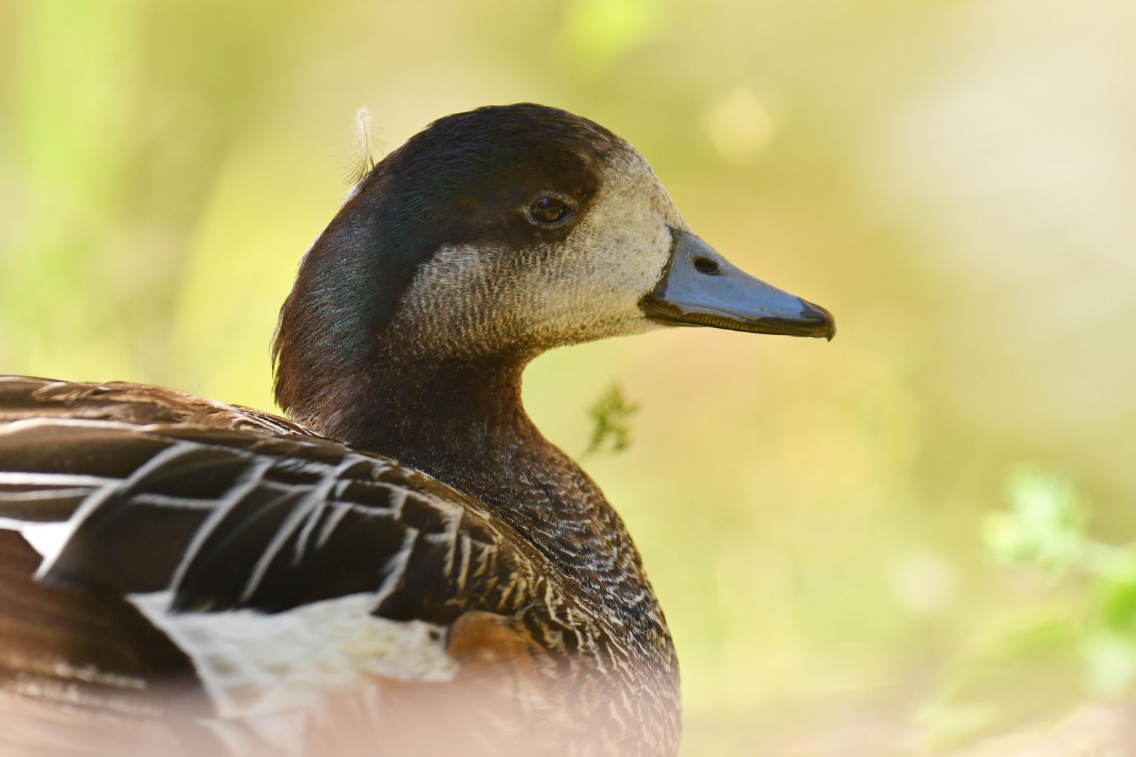 Chiloé wigeon (Mareca sibilatrix)