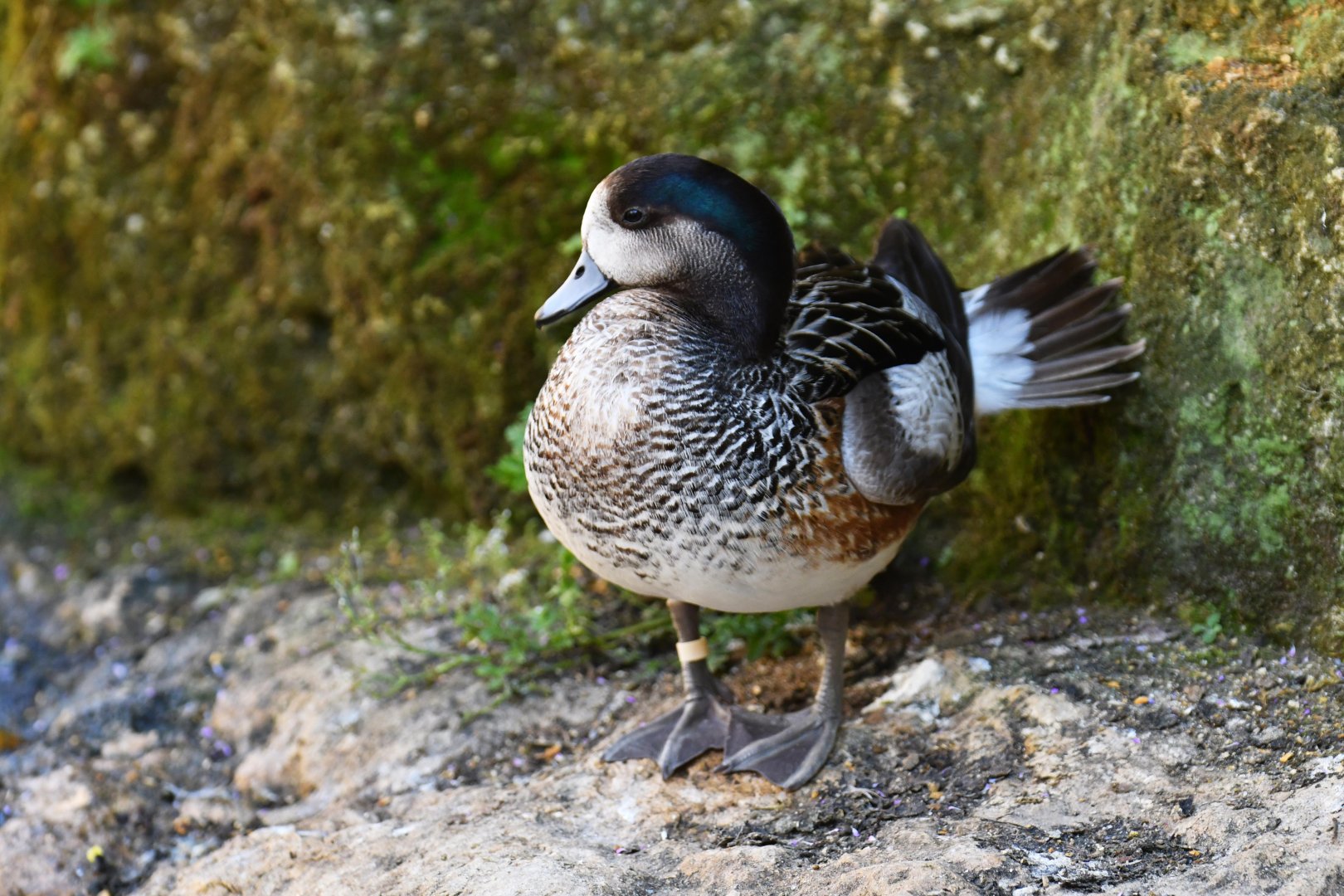 Chiloé wigeon (Mareca sibilatrix)