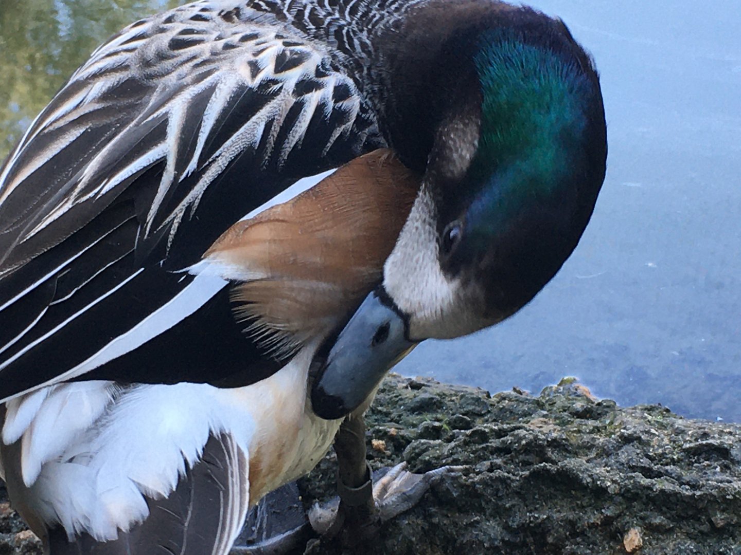 Chiloé Wigeon (Mareca sibilatrix)
