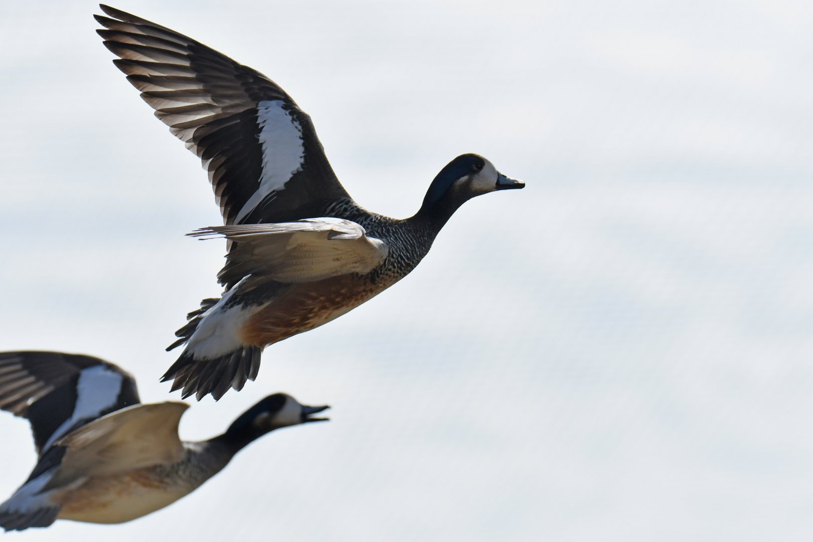 Chiloe Wigeon (Mareca sibilatrix)