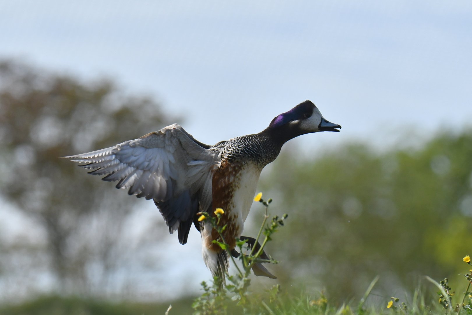 Chiloe Wigeon (Mareca sibilatrix)