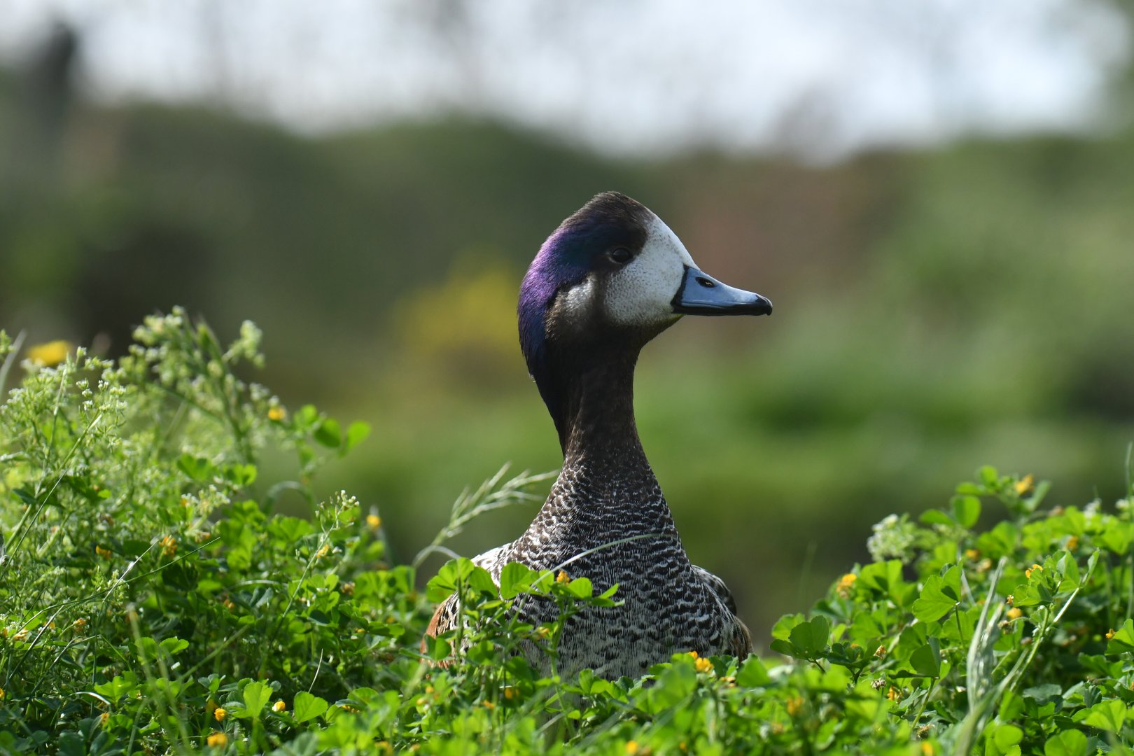 Chiloe Wigeon (Mareca sibilatrix)
