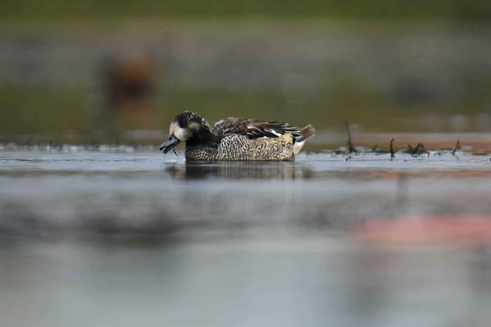 Chiloe Wigeon Mareca sibilatrix