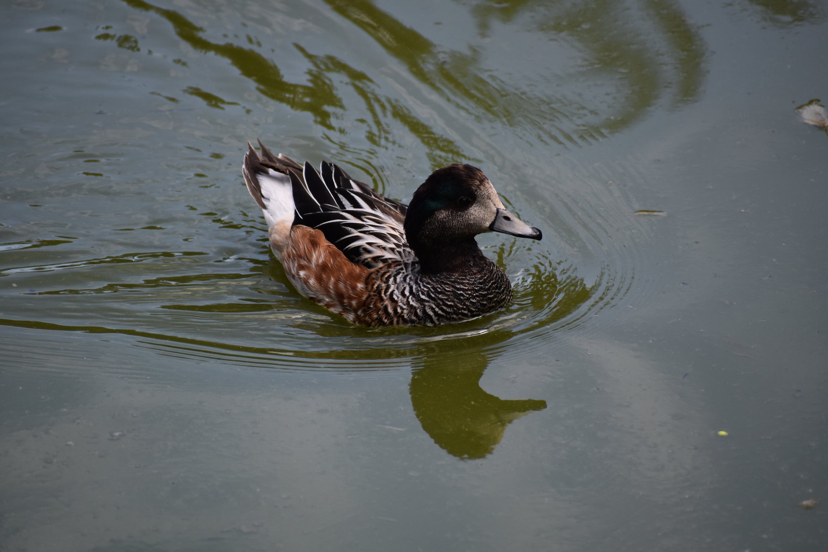 Chiloe Wigeon - Mareca sibilatrix
