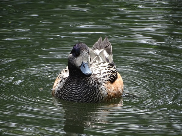 Chiloe wigeon (Mareca sibilatrix)