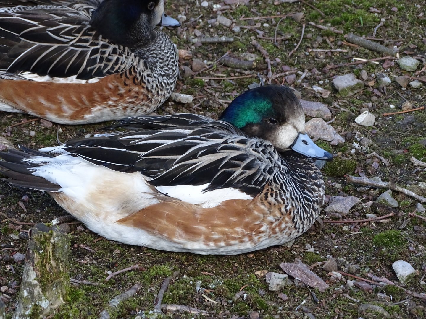 Chiloé wigeon (Mareca sibilatrix)