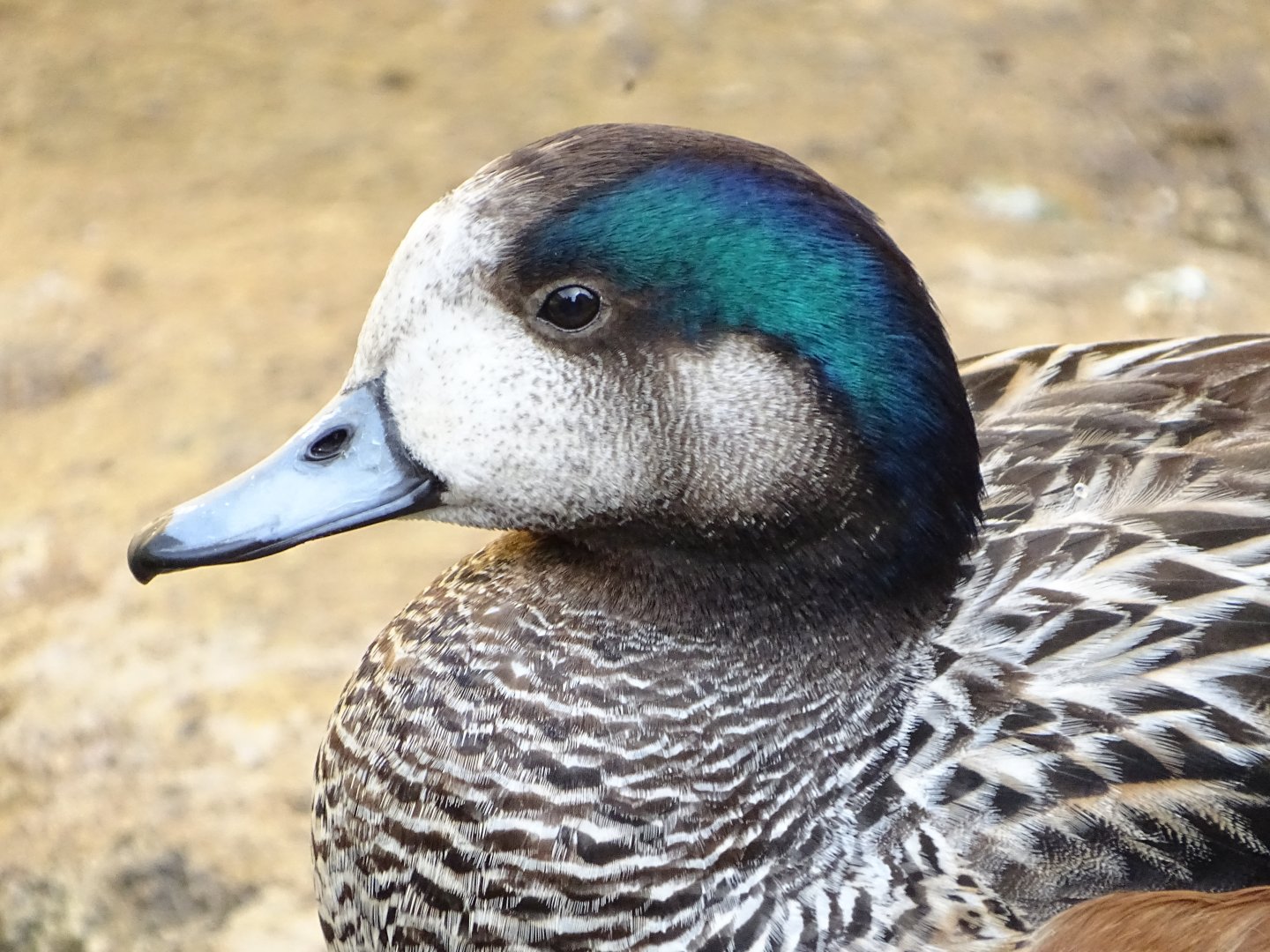 Chiloé wigeon (Mareca sibilatrix)