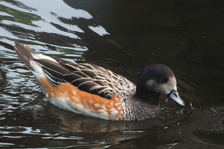 Chiloé wigeon (Mareca sibilatrix)