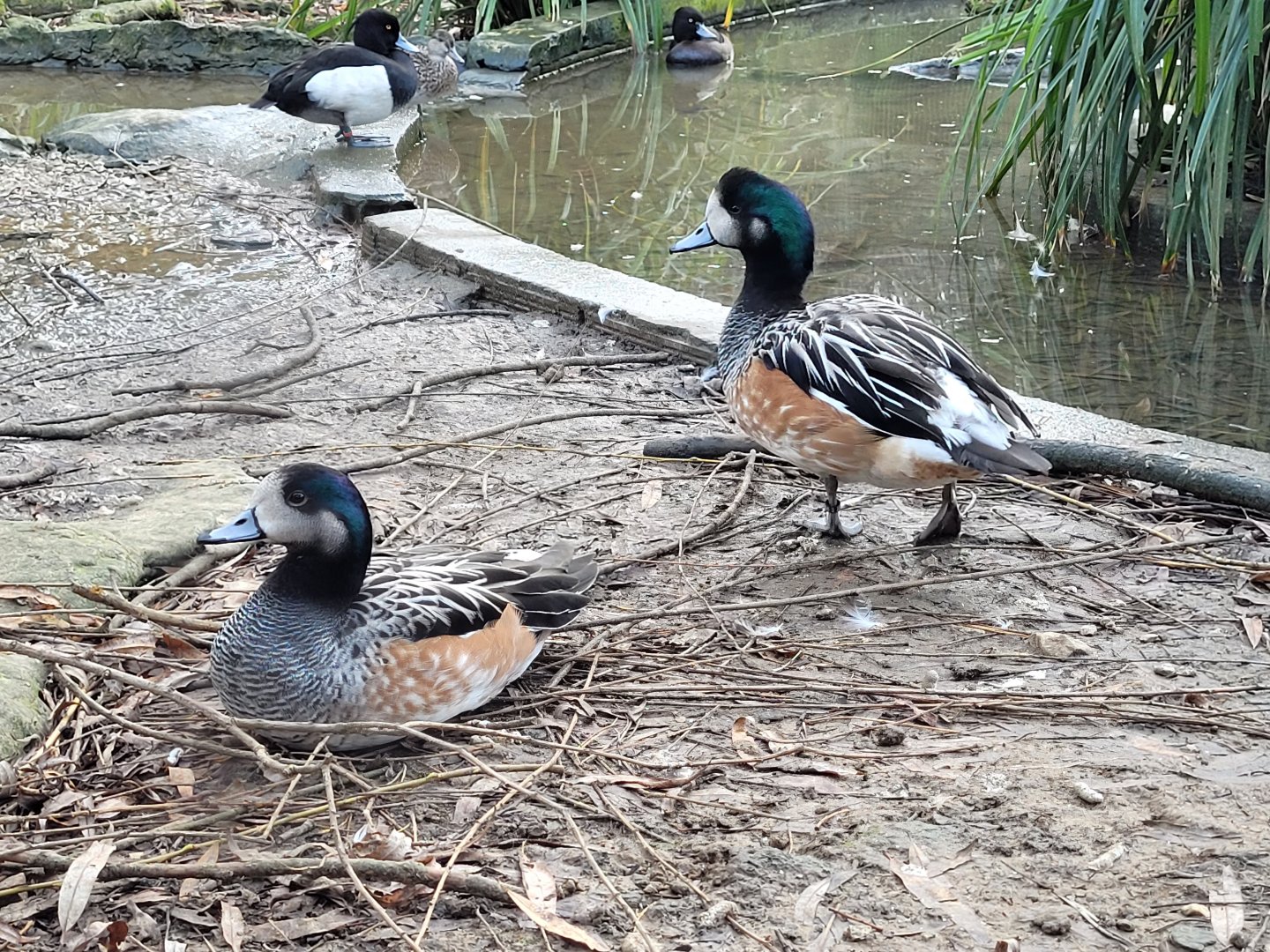 Chiloe wigeon -Zoo de Santillana del Mar (2023)