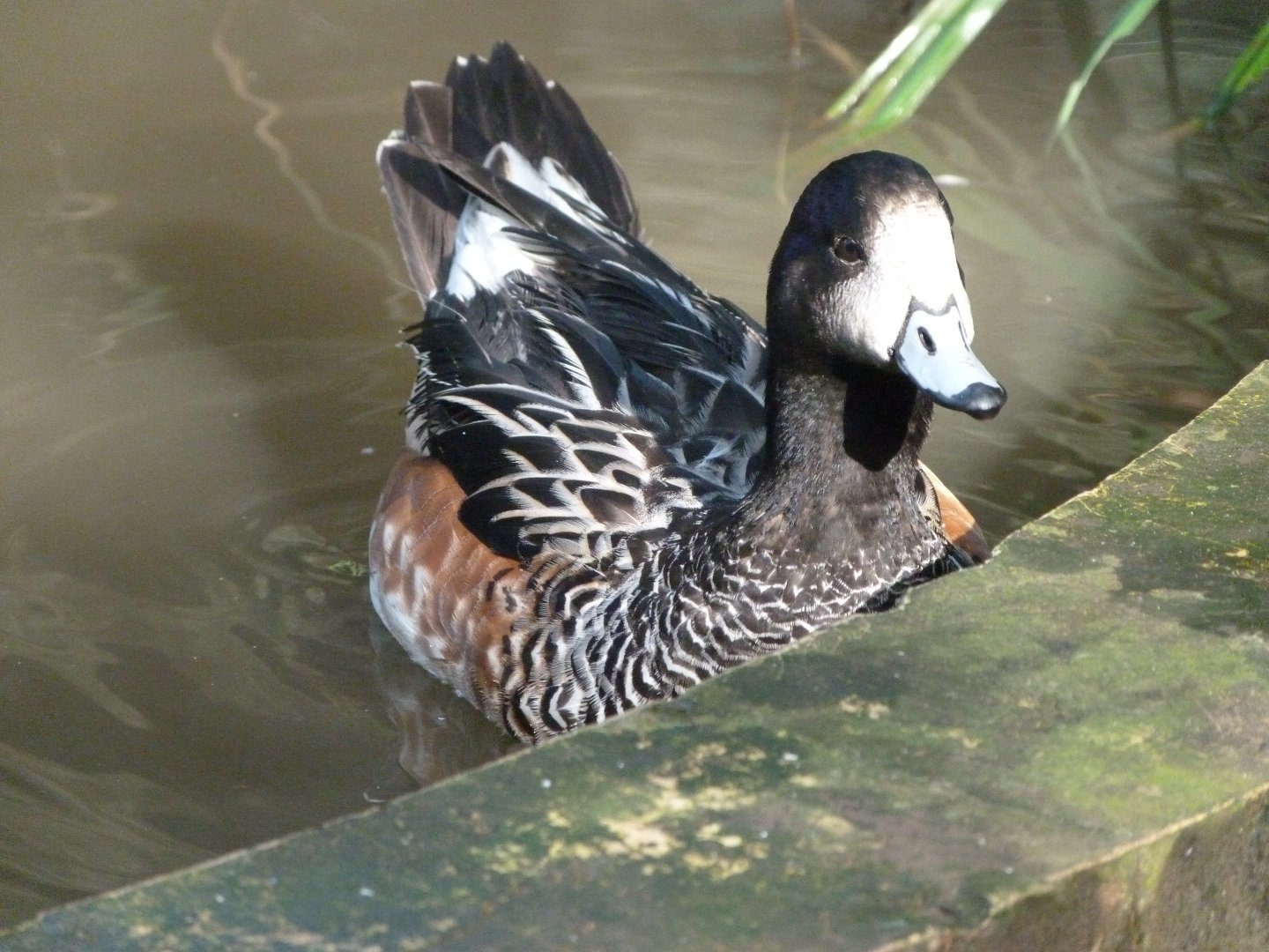 Chiloe wigeon -Zoo de Santillana del Mar (2024)