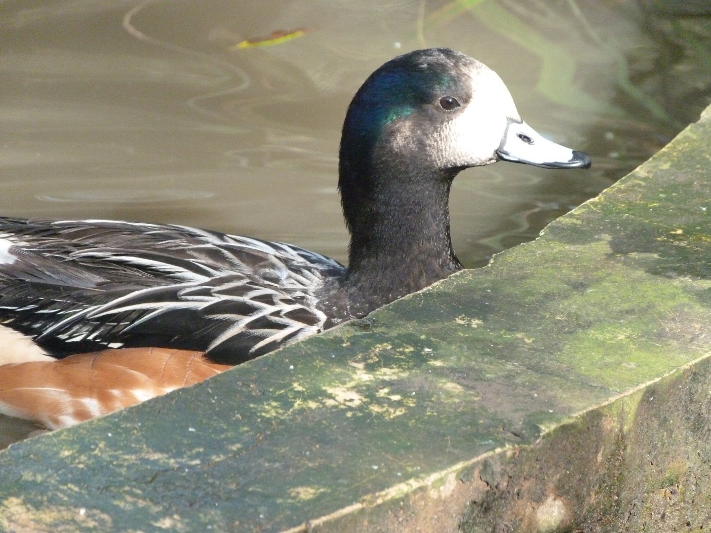 Chiloe wigeon -Zoo de Santillana del Mar (2024)