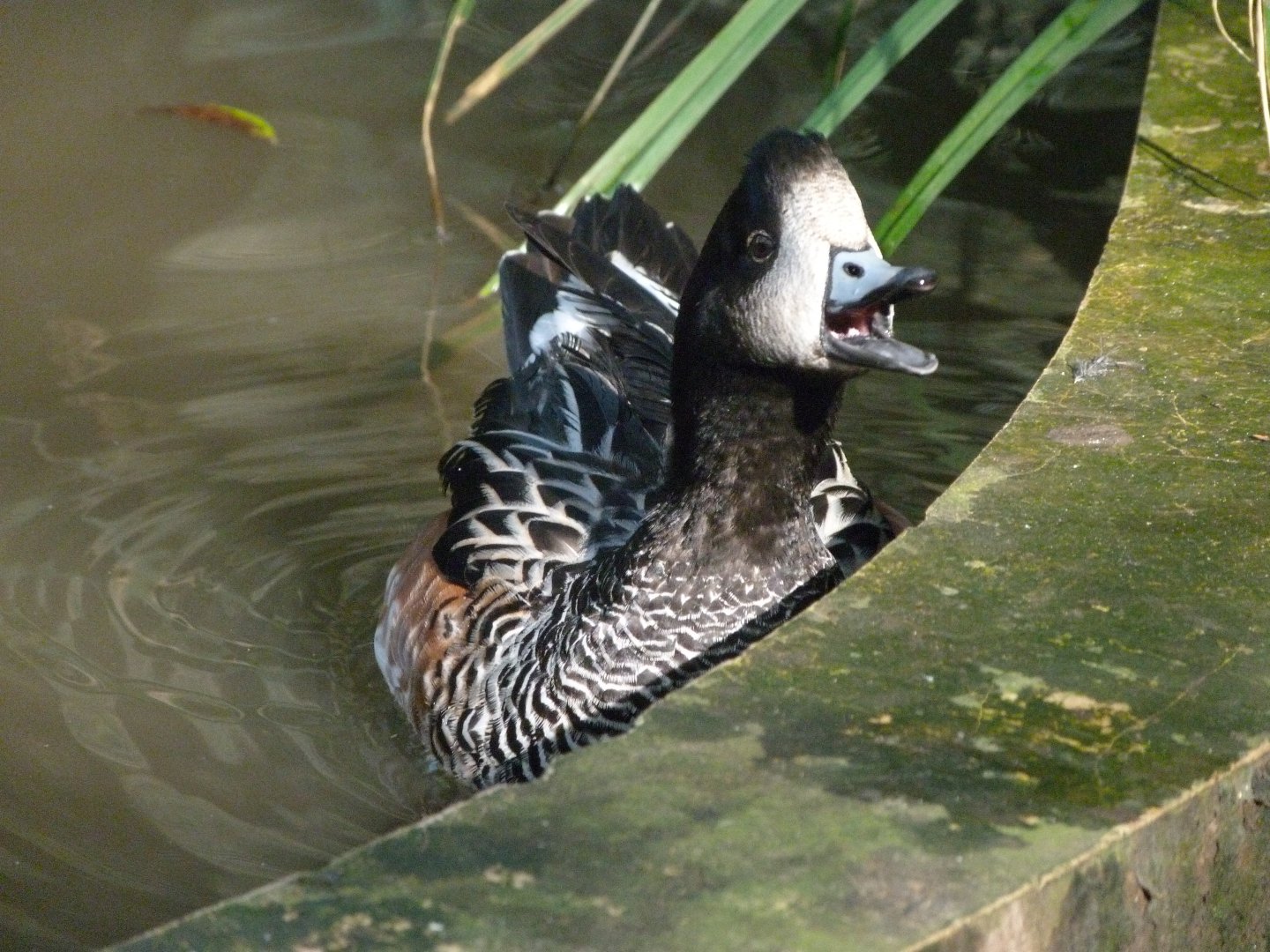 Chiloe wigeon -Zoo de Santillana del Mar (2024)