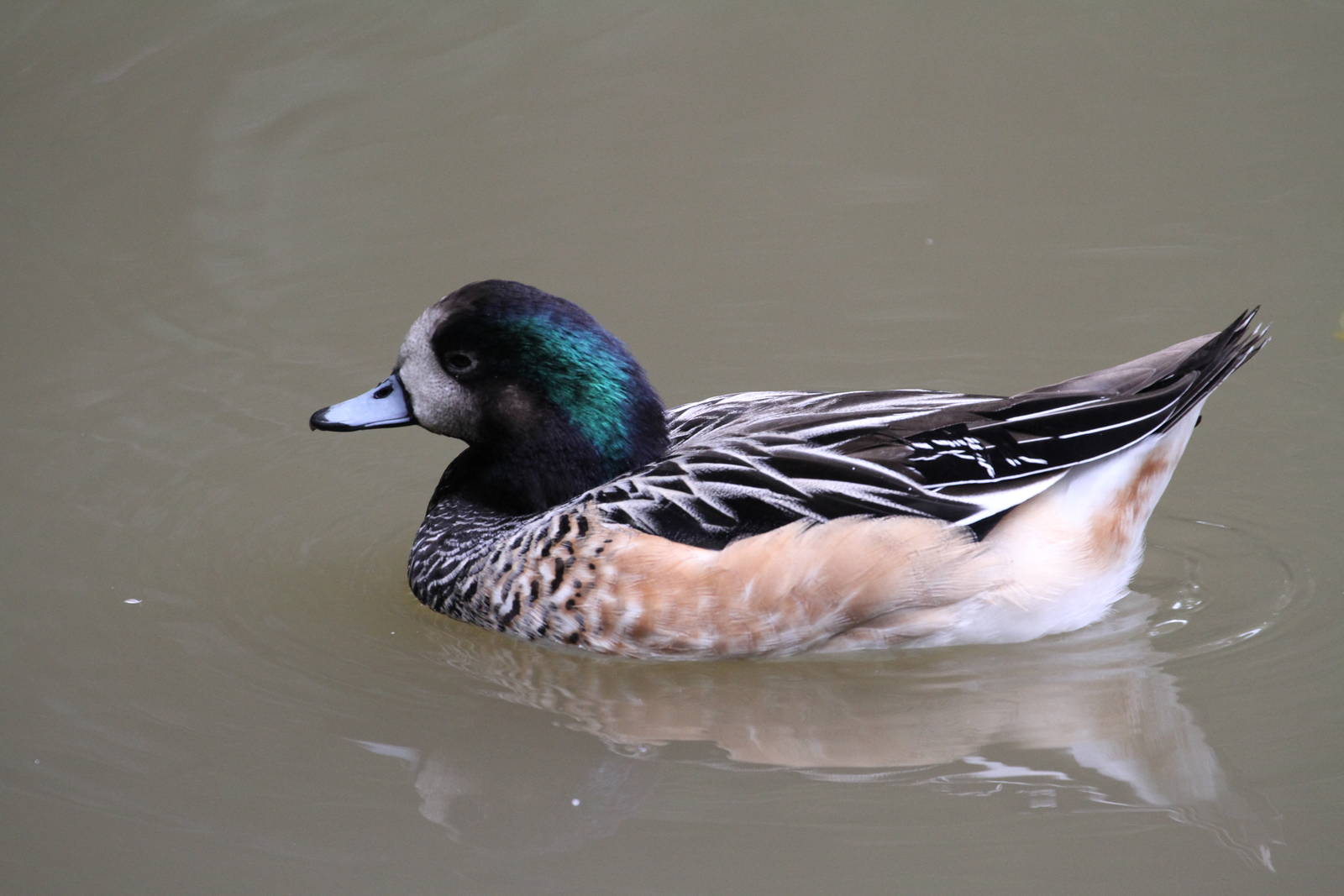 Chiloe Wigeon