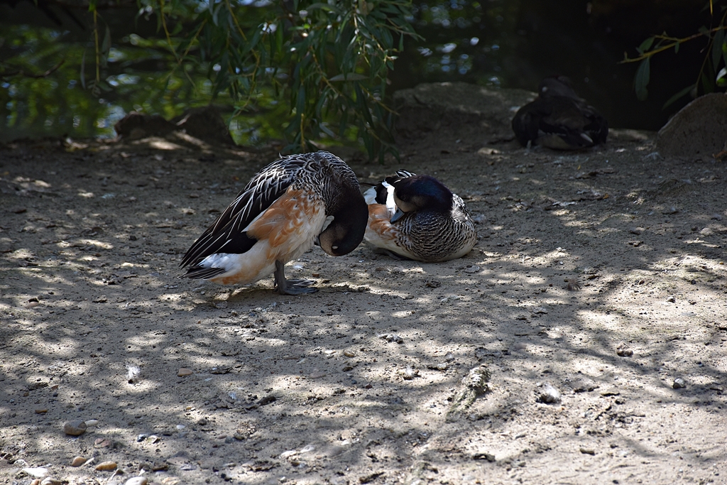 Chiloé wigeon