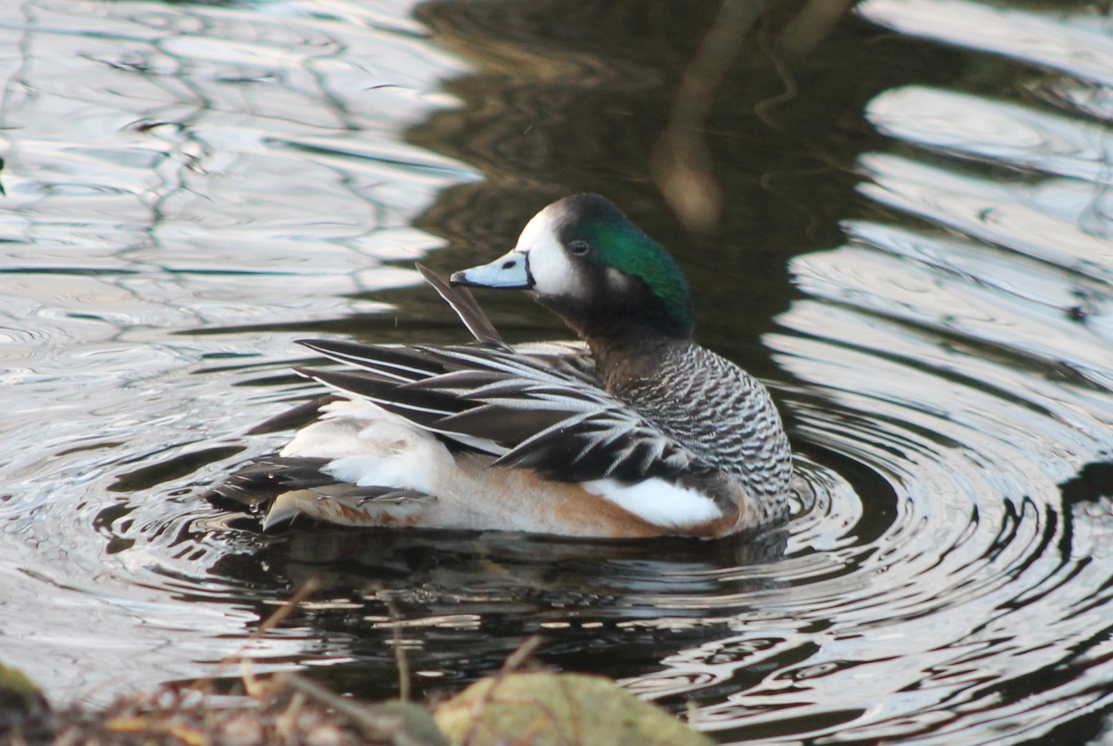 Chiloe wigeon