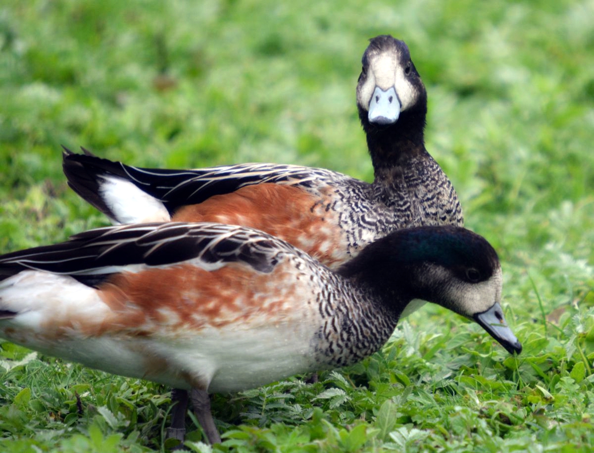 Chiloe Wigeon