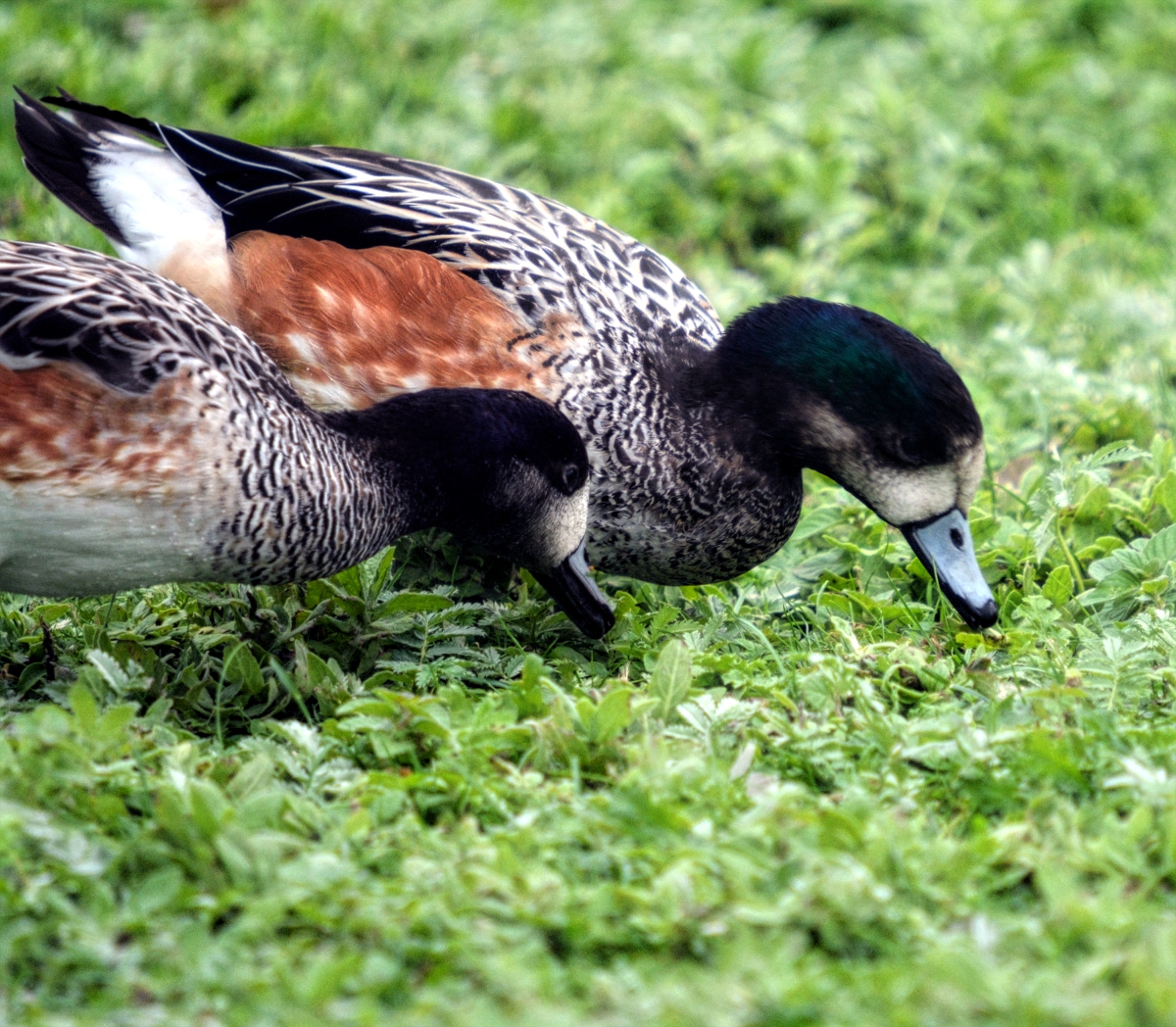 Chiloe Wigeon