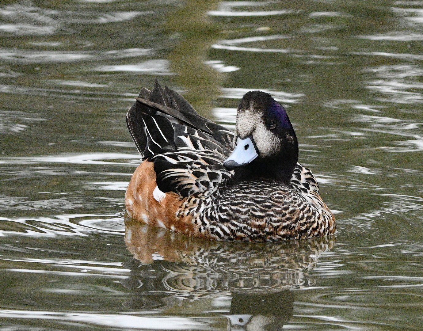 CHILOE WIGEON