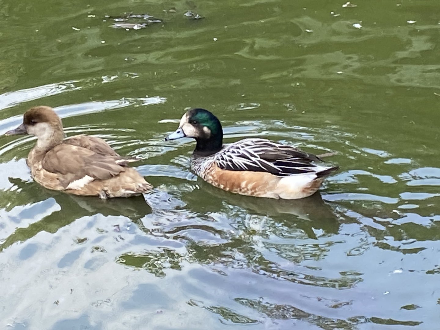 Chiloe wigeons 060625