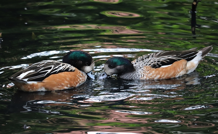Chiloé wigeons (Mareca sibilatrix)