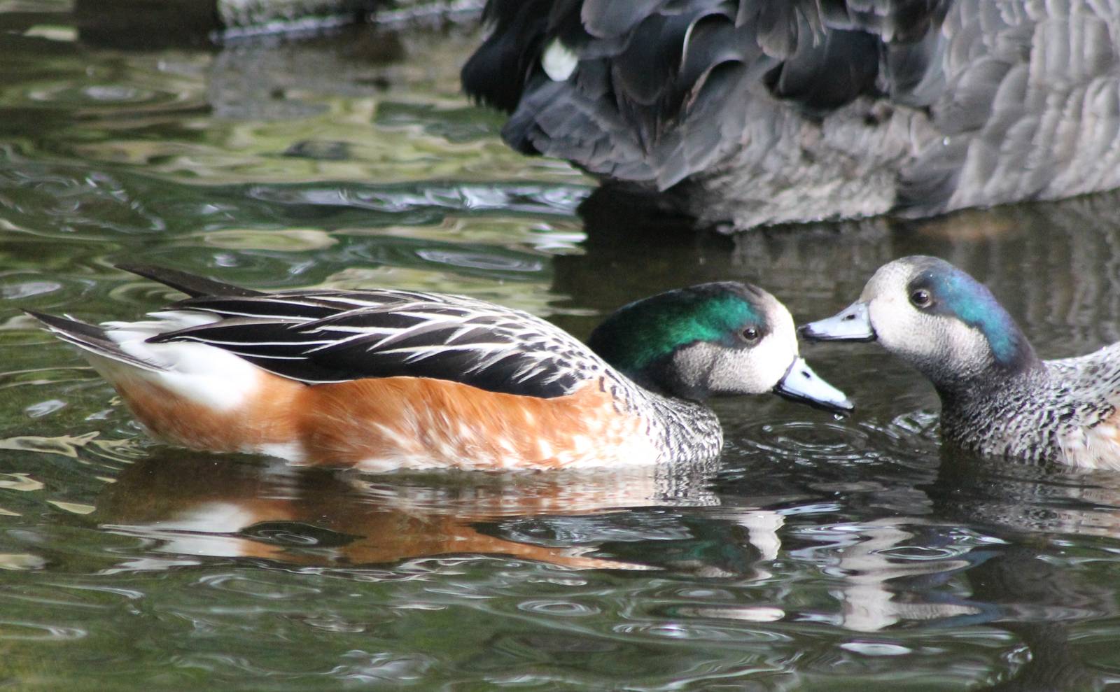 Chiloe wigeons