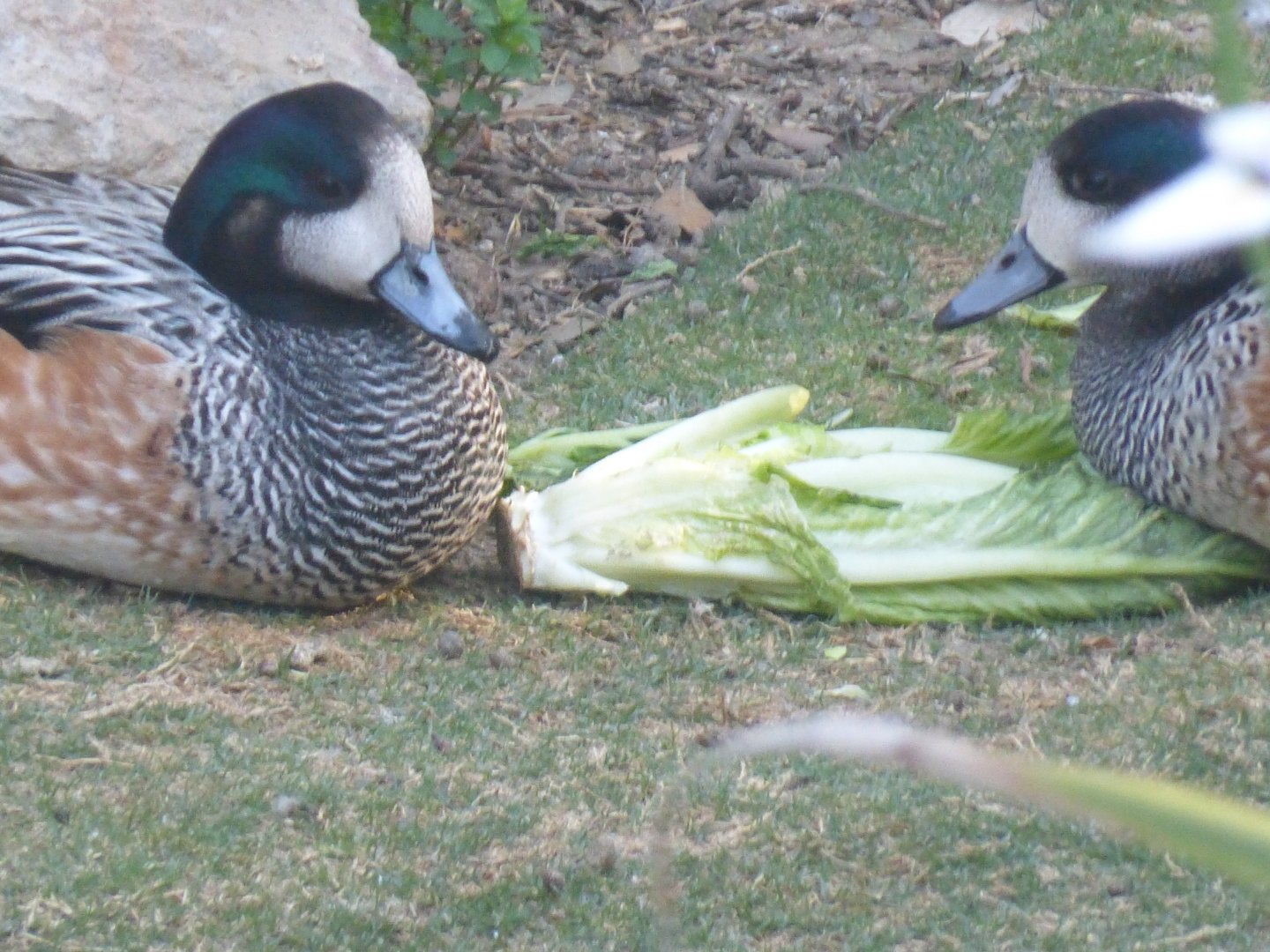 Chiloe wigeons