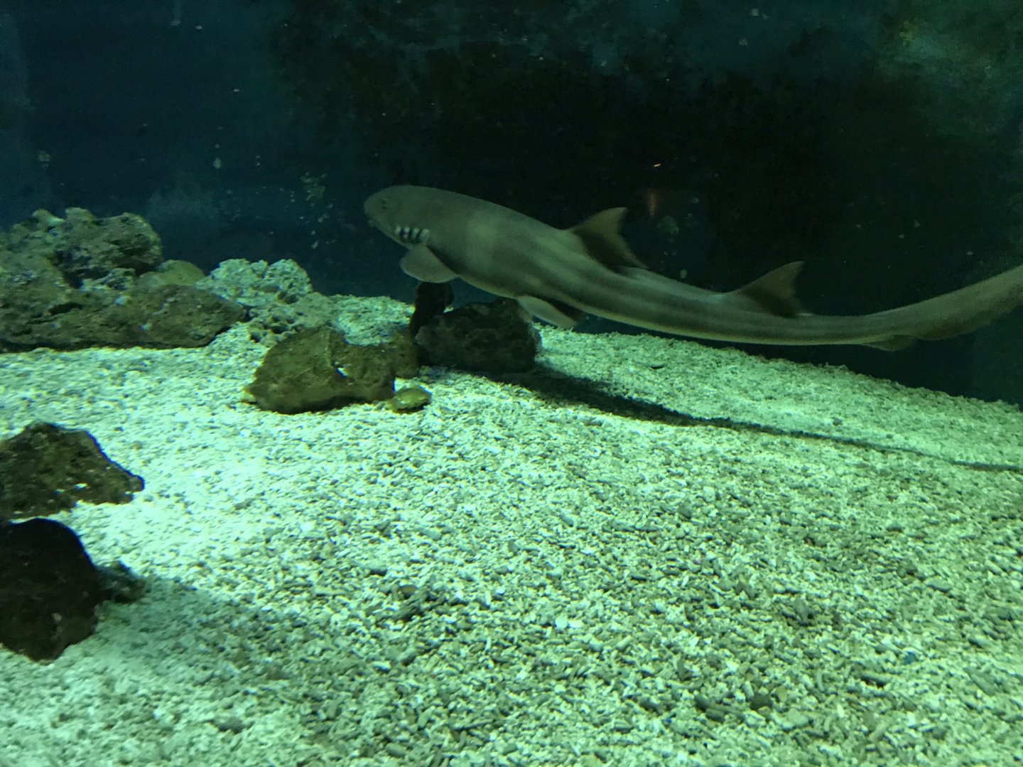 Chiloscyllium punctatum 280118