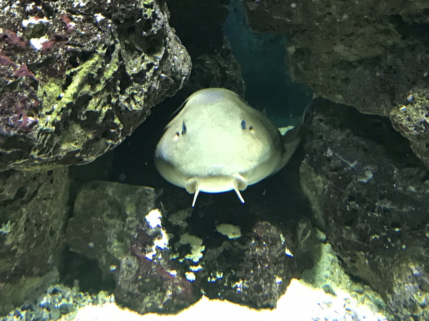 Chiloscyllium punctatum 280118