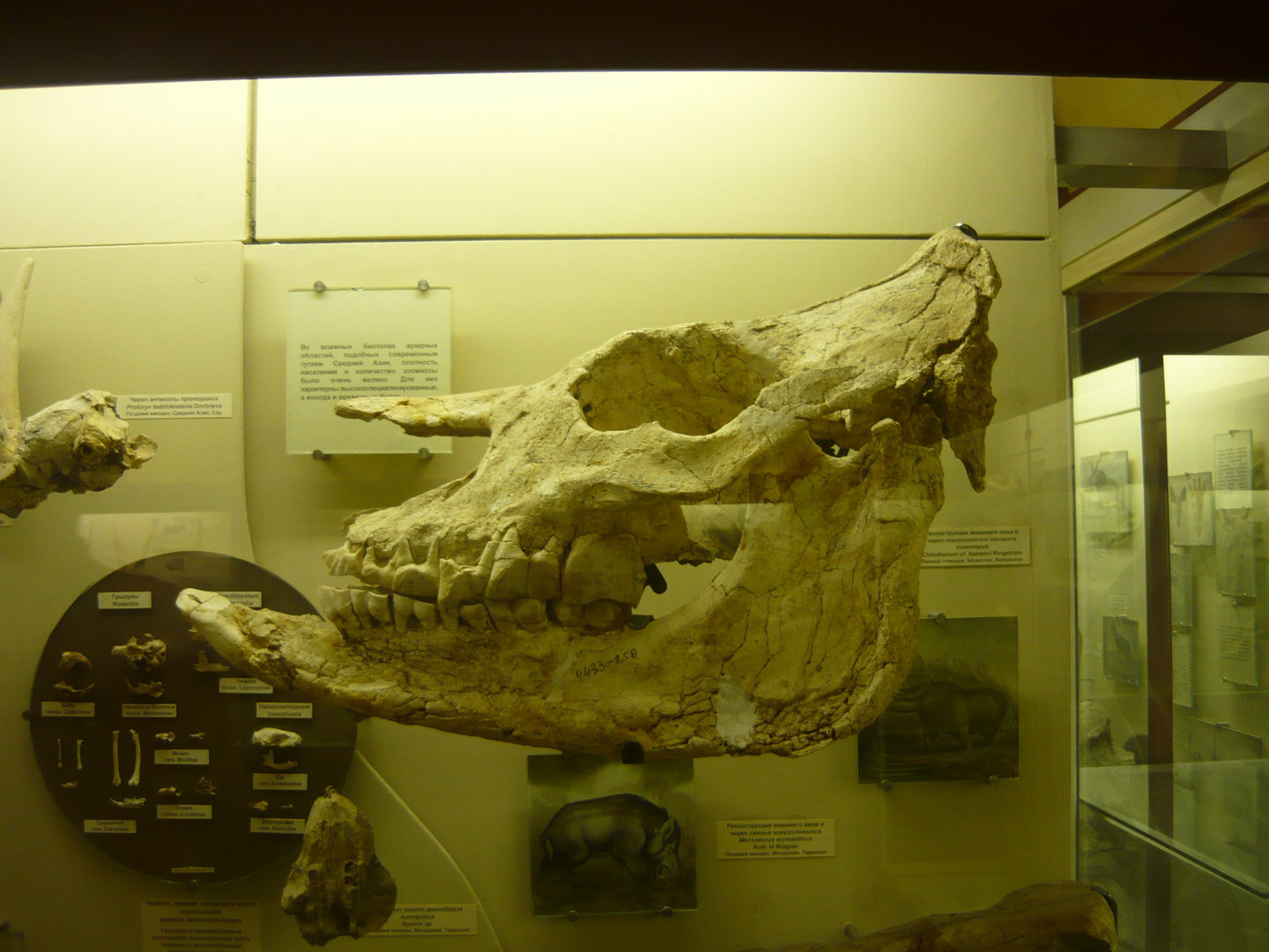 Chilotherium cf. habereri skull