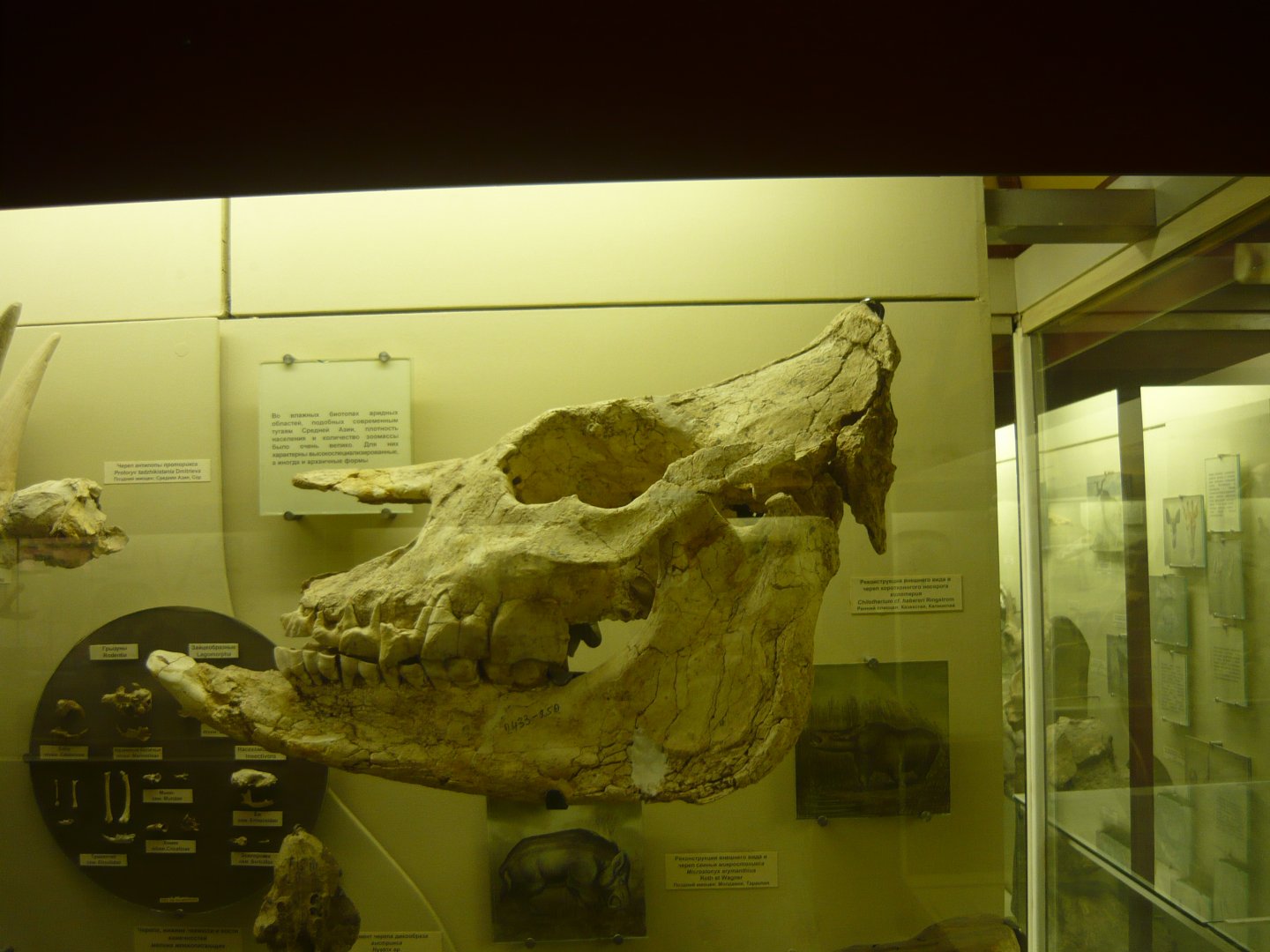 Chilotherium cf. haberi skull