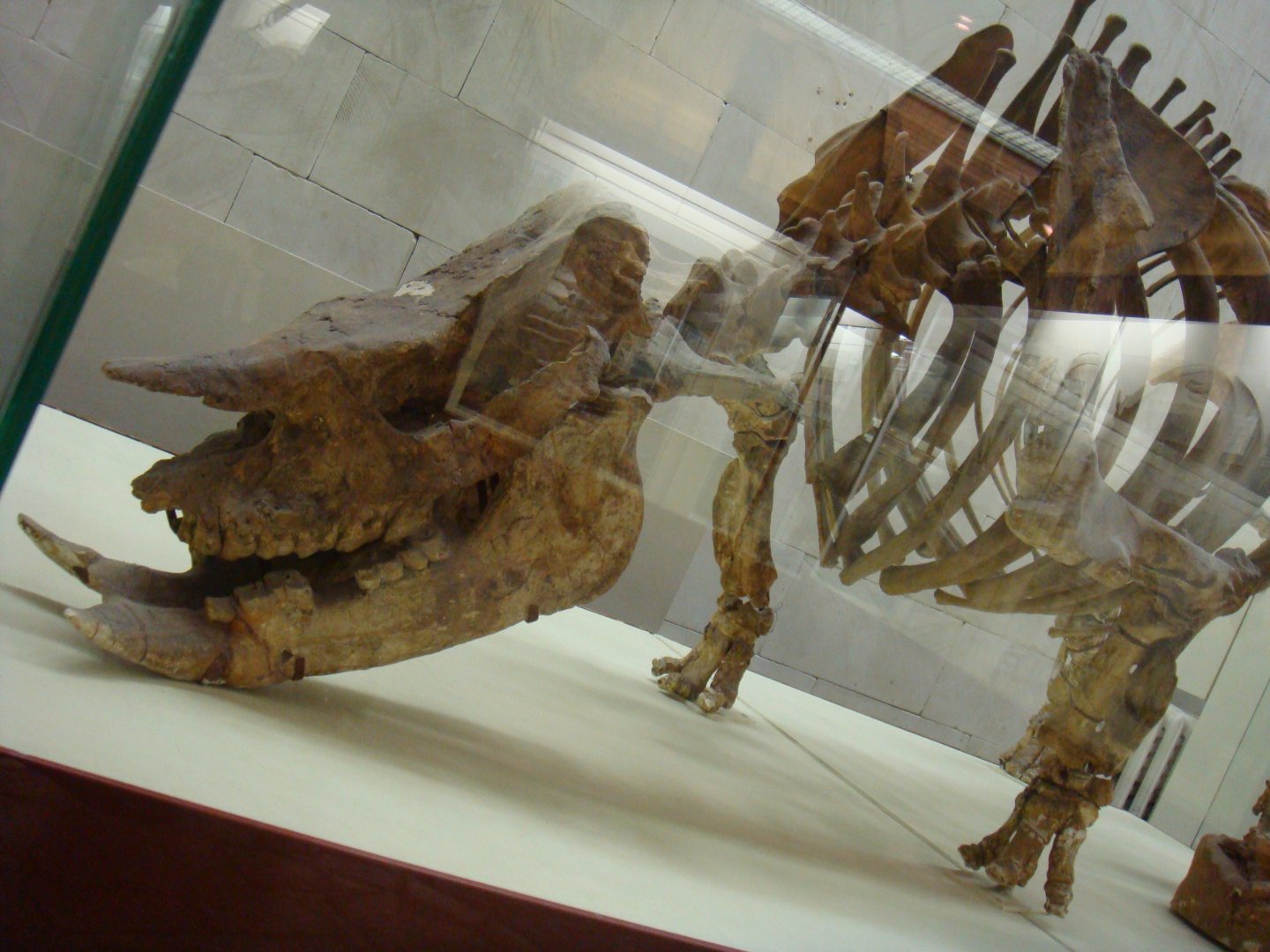 Chilotherium schlosseri skeleton