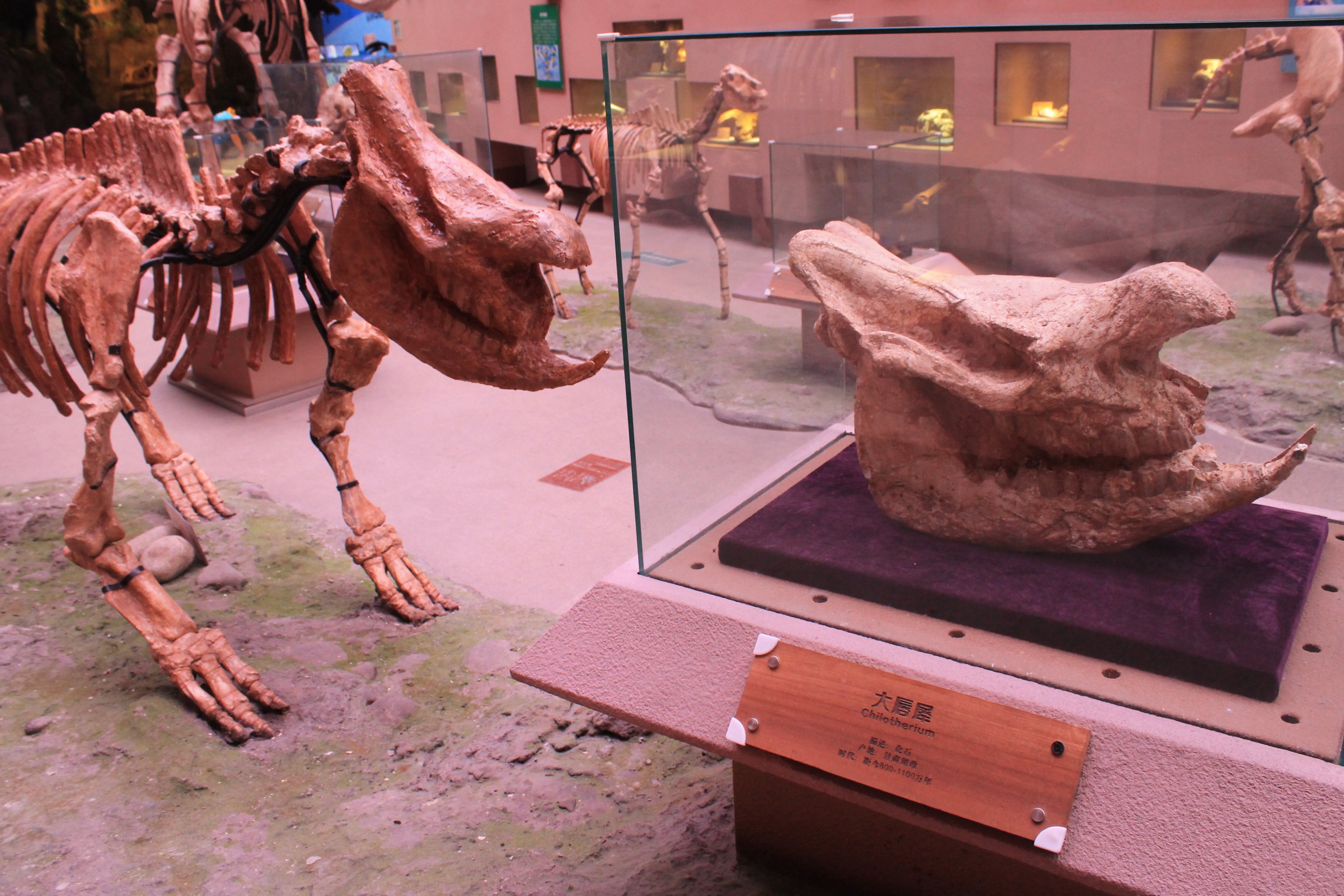 Chilotherium - Shaanxi Nature Museum